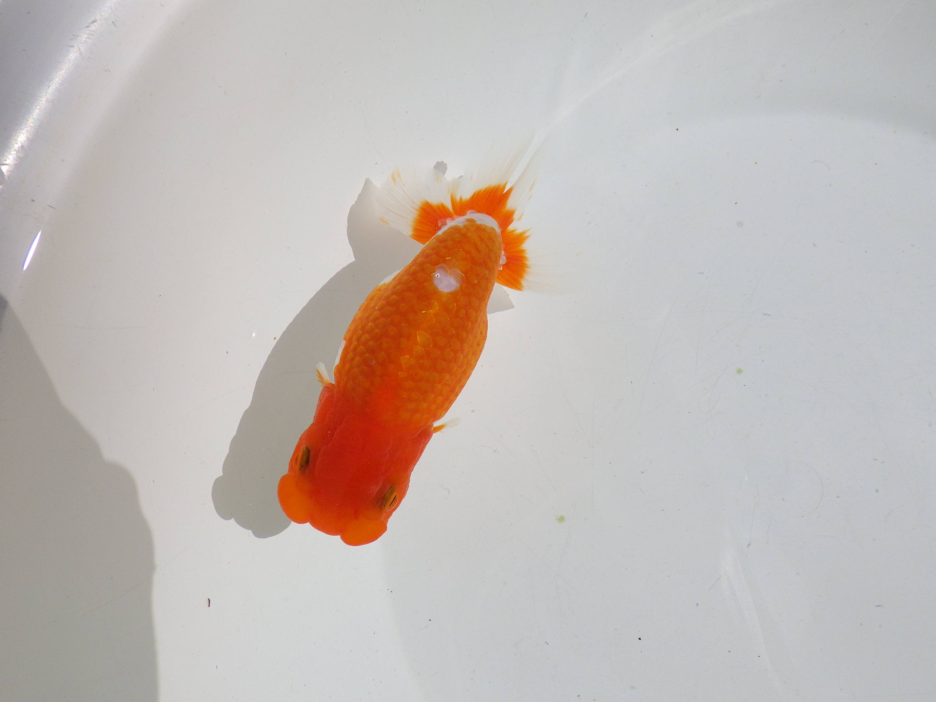 【岡山村上暢彦氏】頭・尾の雰囲気が良い明け二歳らんちゅう約14㎝ メス？