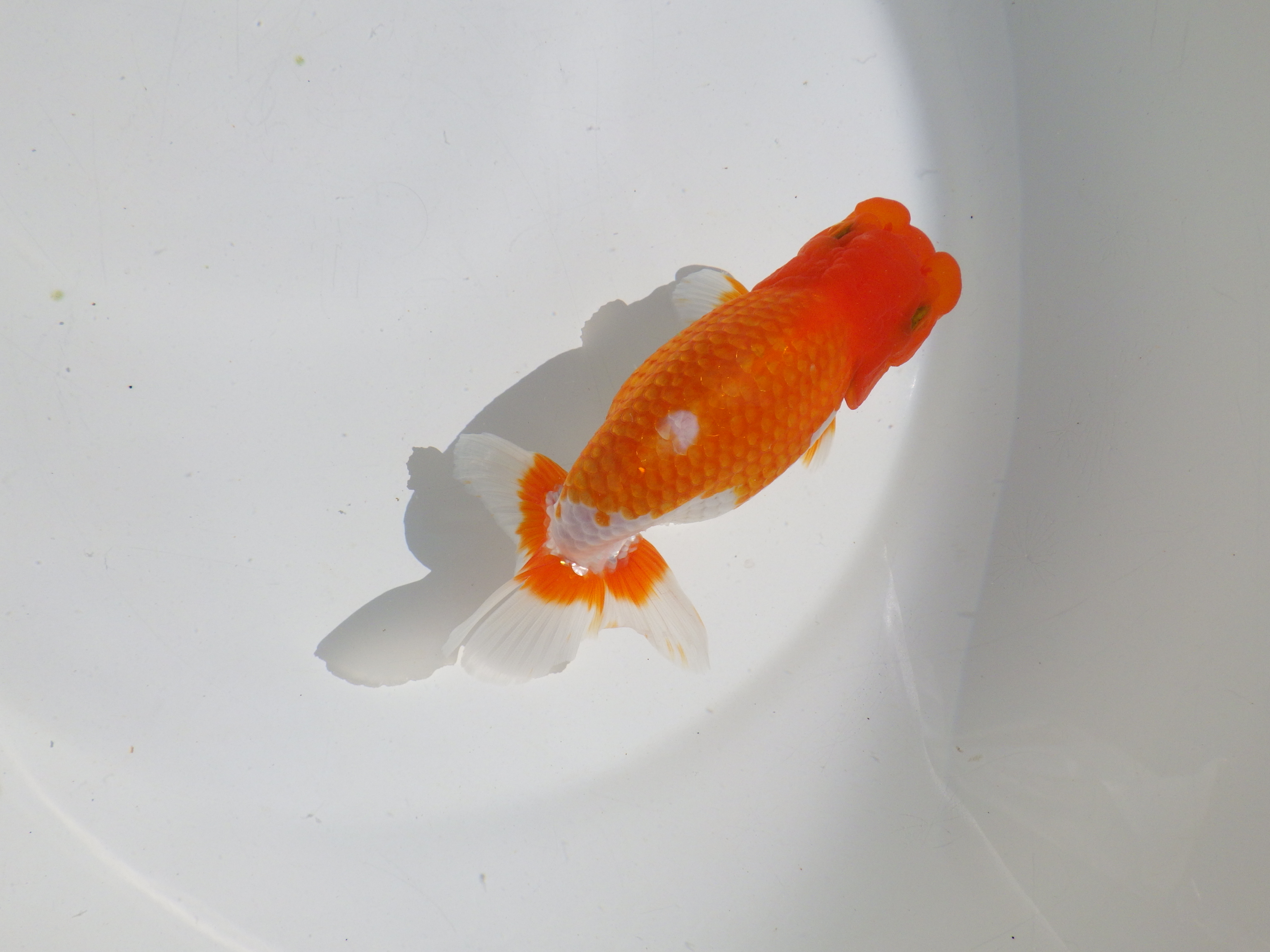 【岡山村上暢彦氏】頭・尾の雰囲気が良い明け二歳らんちゅう約14㎝ メス？