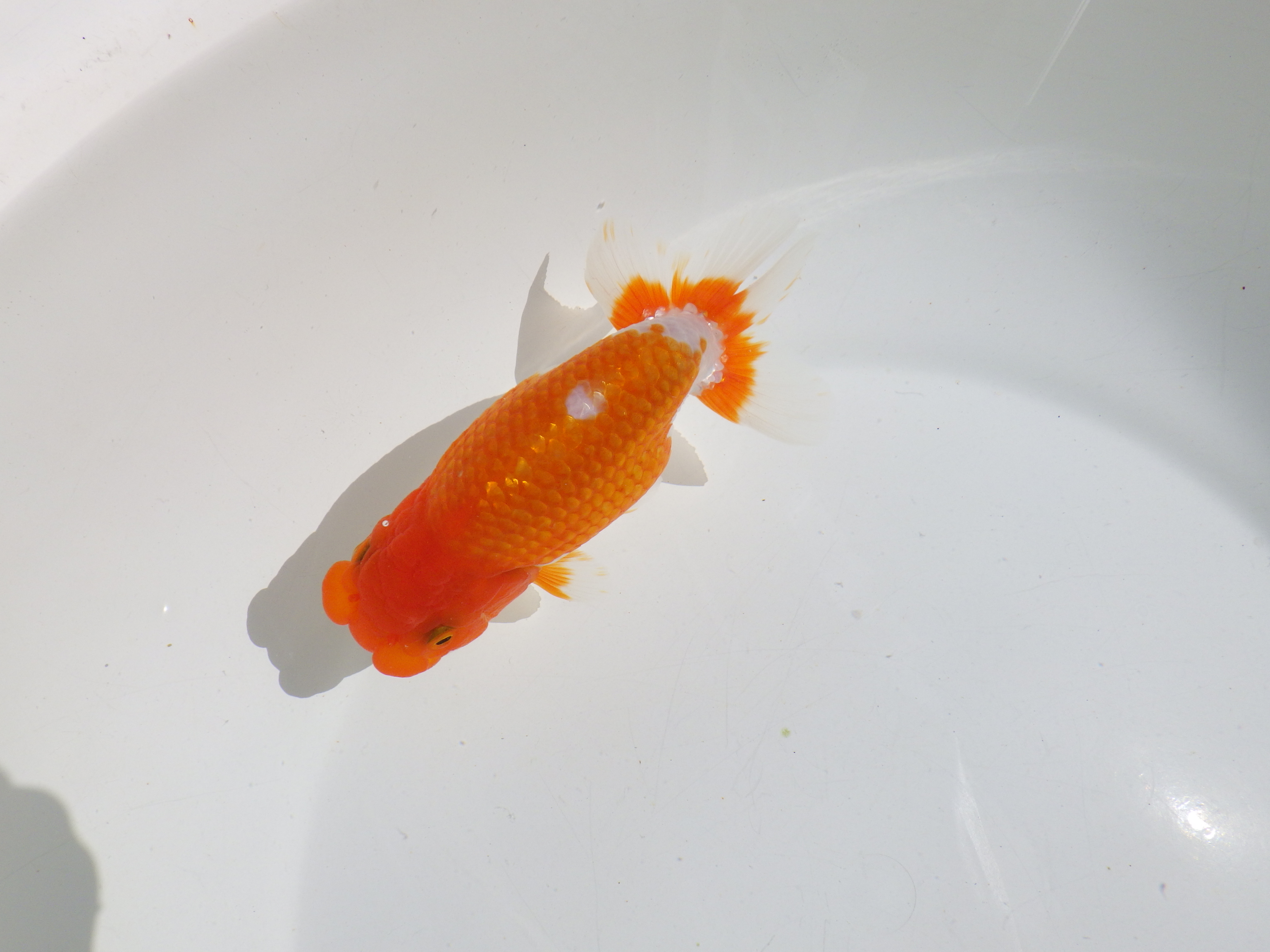 【岡山村上暢彦氏】頭・尾の雰囲気が良い明け二歳らんちゅう約14㎝ メス？