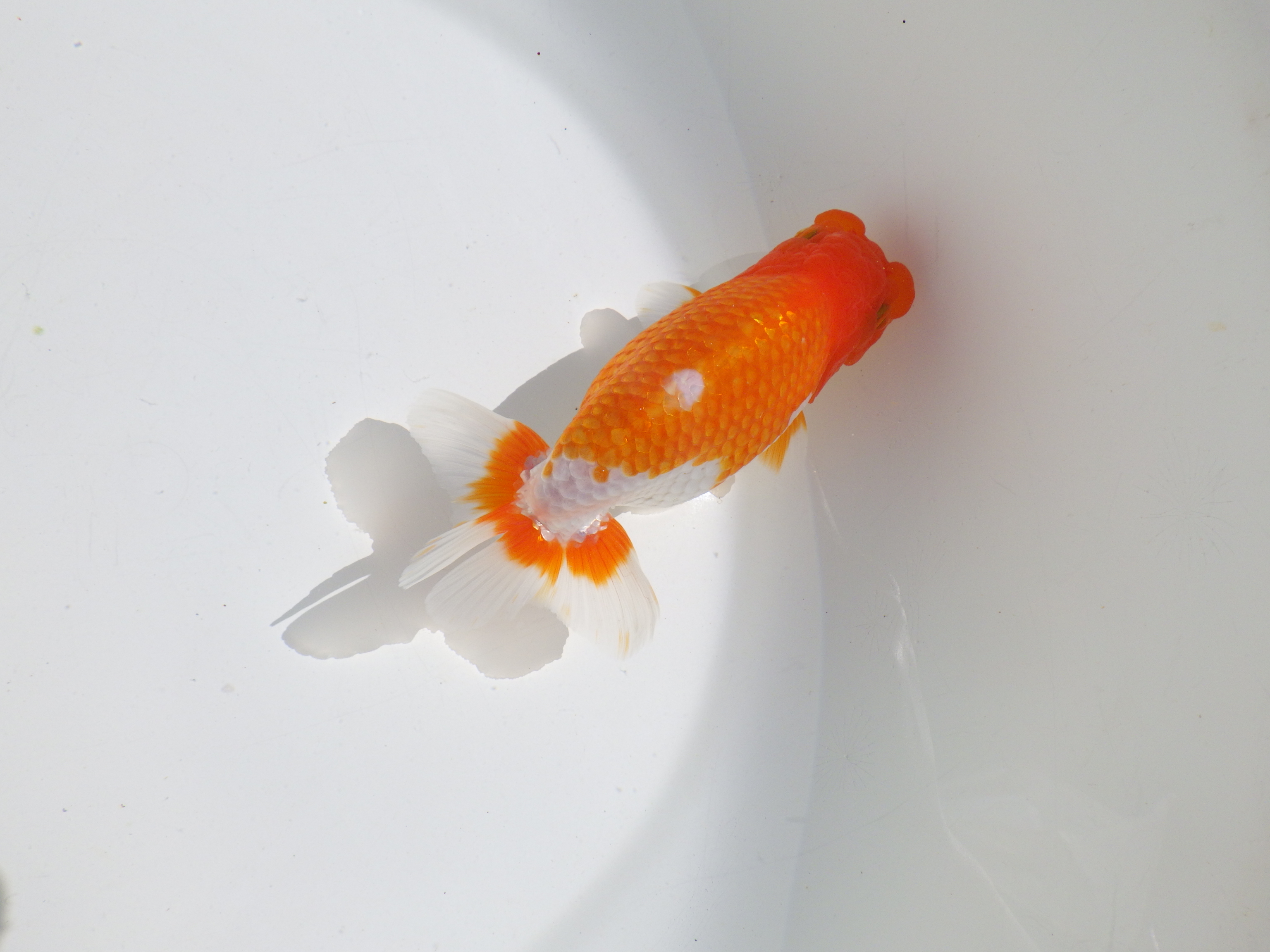 【岡山村上暢彦氏】頭・尾の雰囲気が良い明け二歳らんちゅう約14㎝ メス？