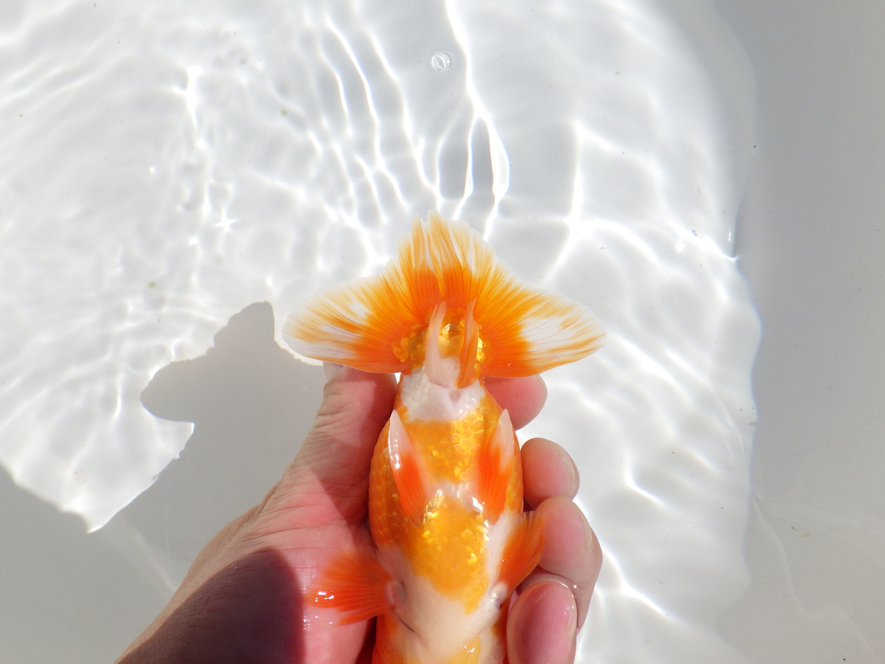 【岡山村上暢彦氏】種にもお勧めしたい明け二歳らんちゅう約13㎝ オス