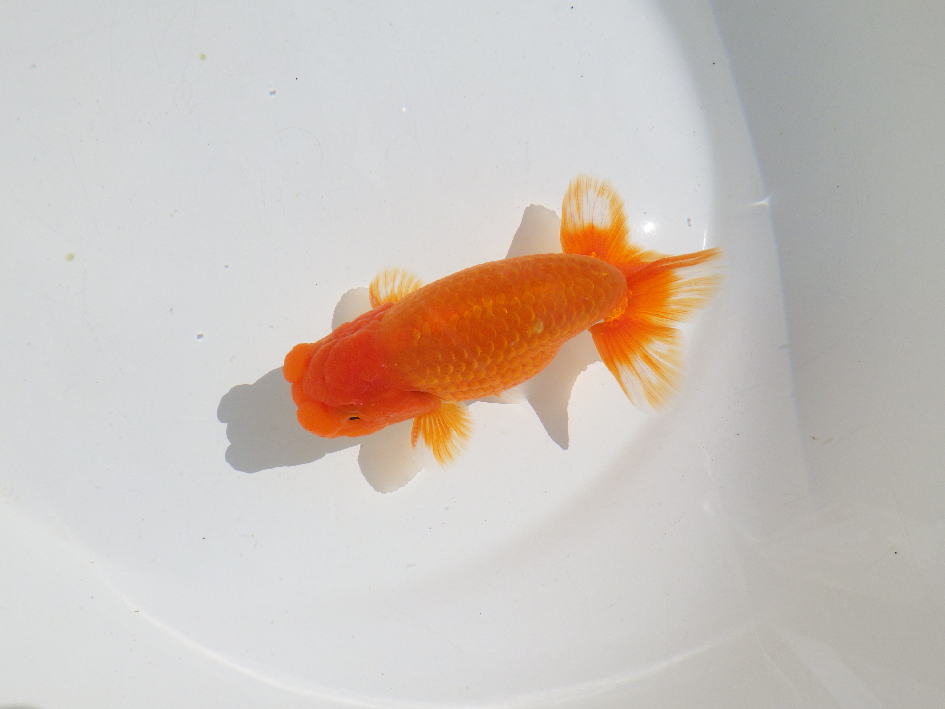 【岡山村上暢彦氏】種にもお勧めしたい明け二歳らんちゅう約13㎝ オス