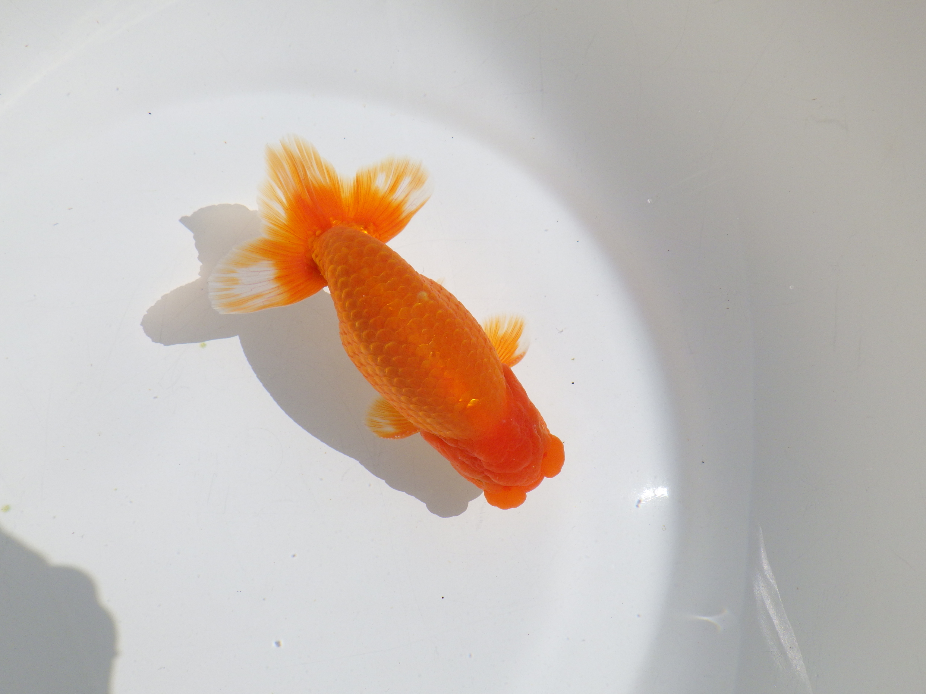 【岡山村上暢彦氏】種にもお勧めしたい明け二歳らんちゅう約13㎝ オス