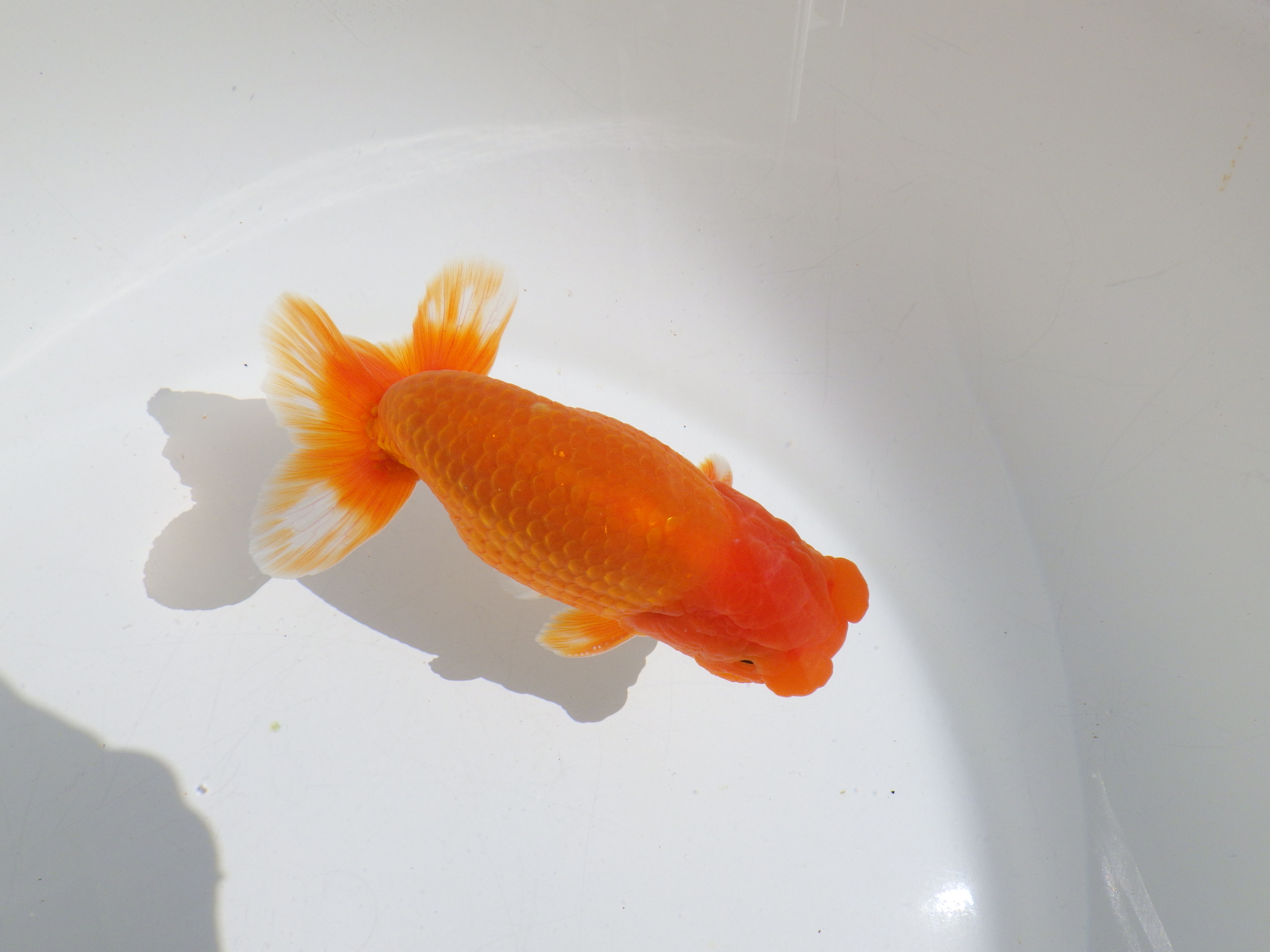 【岡山村上暢彦氏】種にもお勧めしたい明け二歳らんちゅう約13㎝ オス