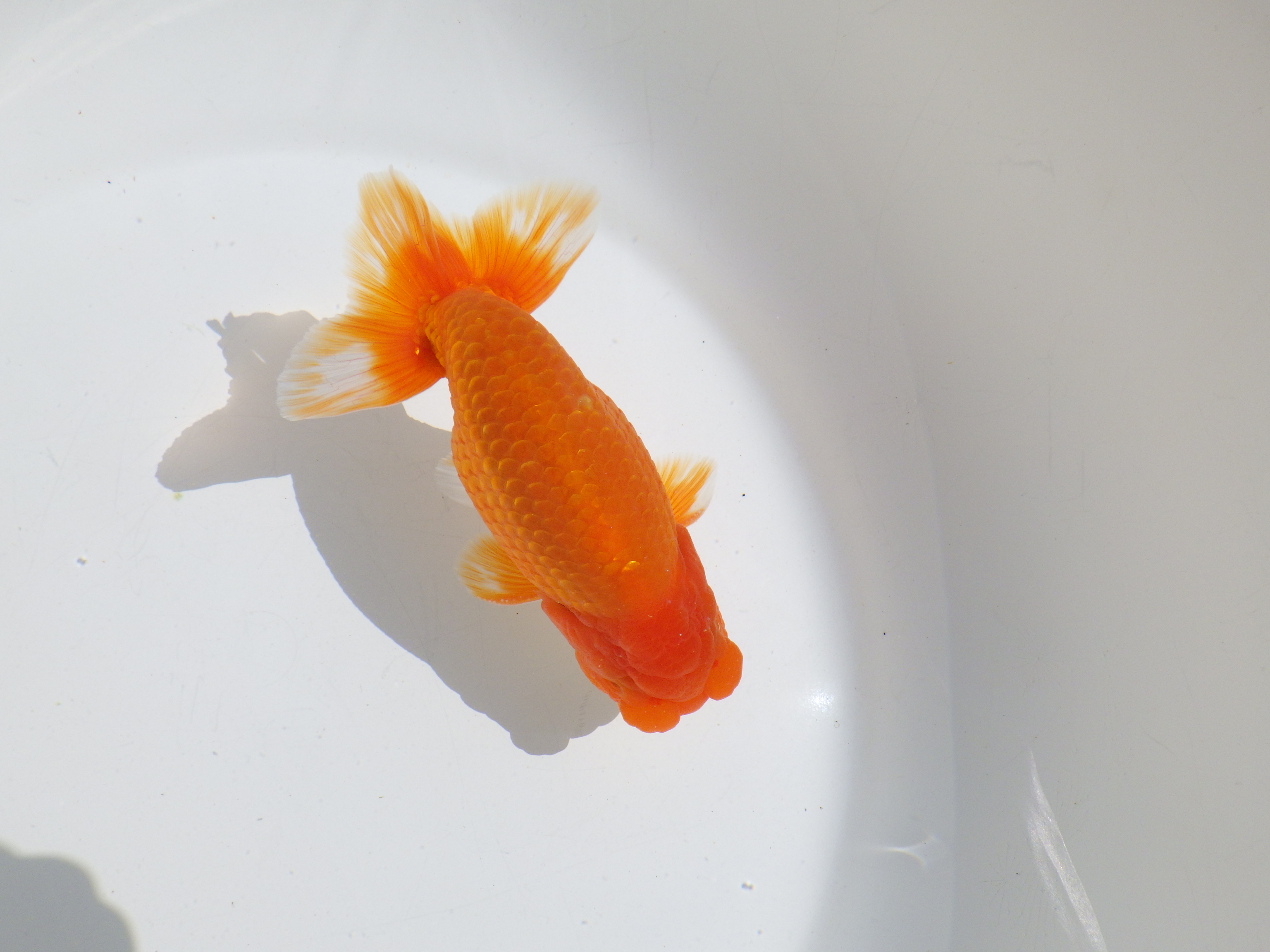 【岡山村上暢彦氏】種にもお勧めしたい明け二歳らんちゅう約13㎝ オス