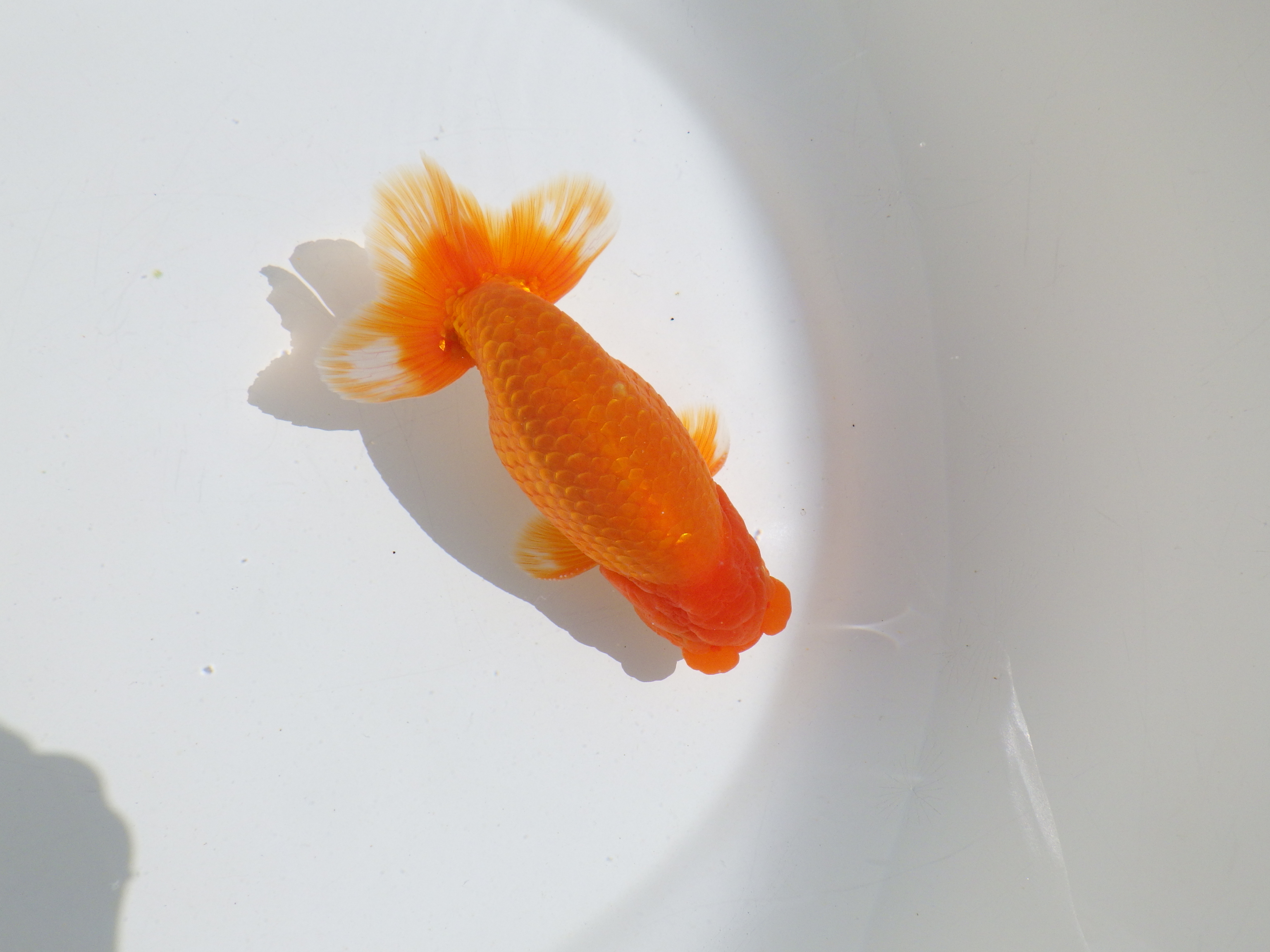 【岡山村上暢彦氏】種にもお勧めしたい明け二歳らんちゅう約13㎝ オス