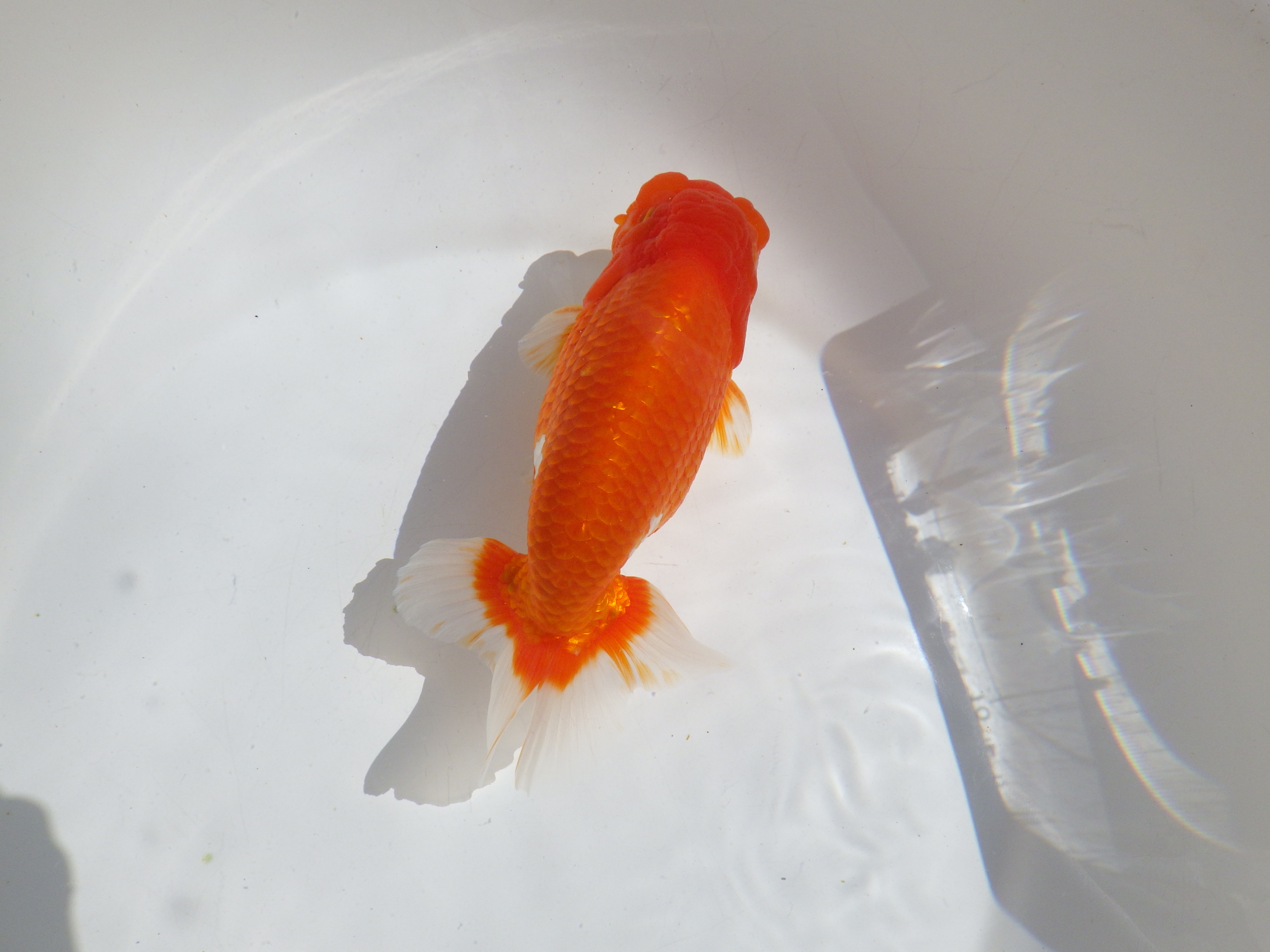 【岡山村上暢彦氏】すばらしい尾型、尾構え！明け二歳らんちゅう約15,5㎝ オス