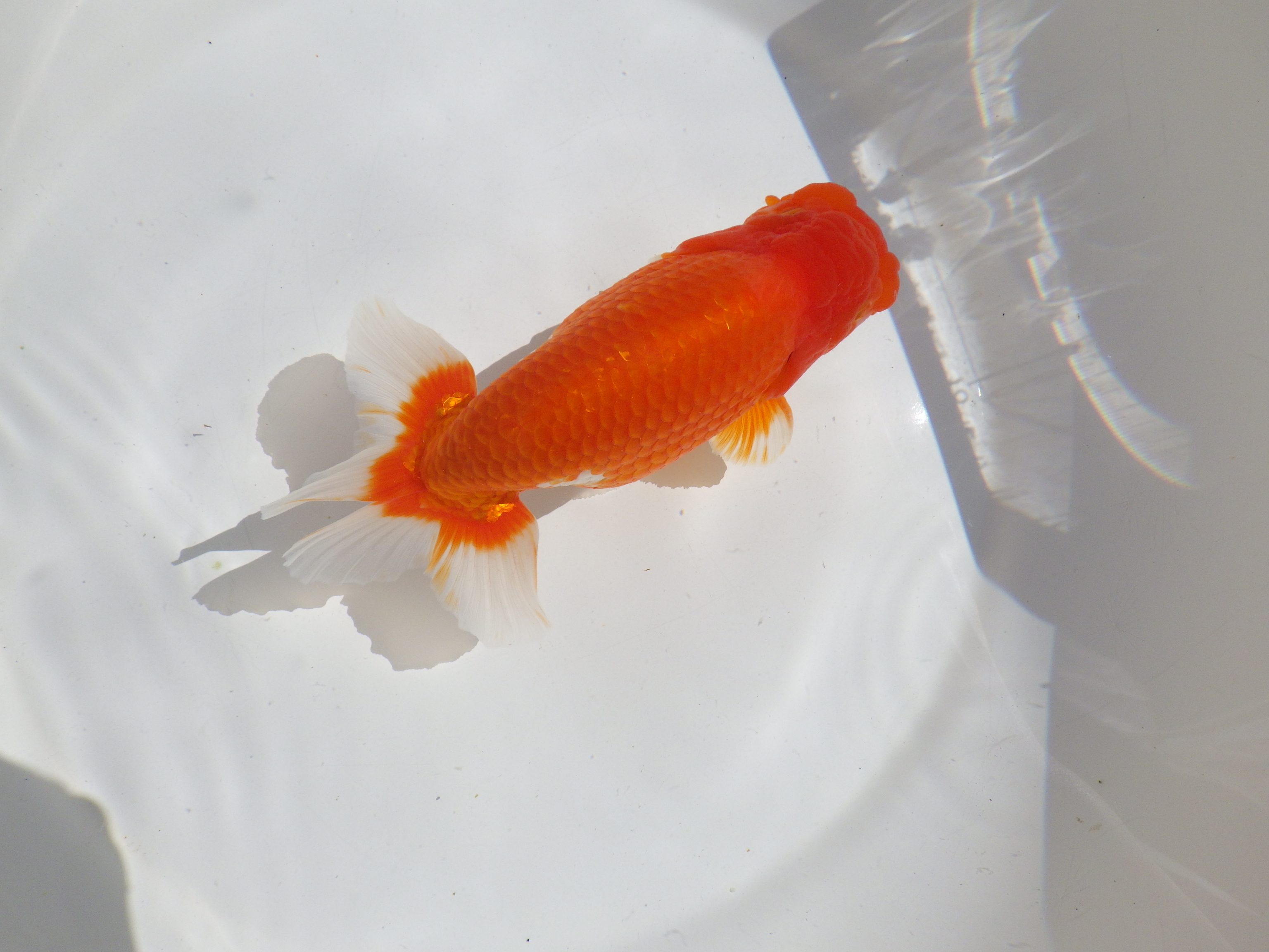 【岡山村上暢彦氏】すばらしい尾型、尾構え！明け二歳らんちゅう約15,5㎝ オス