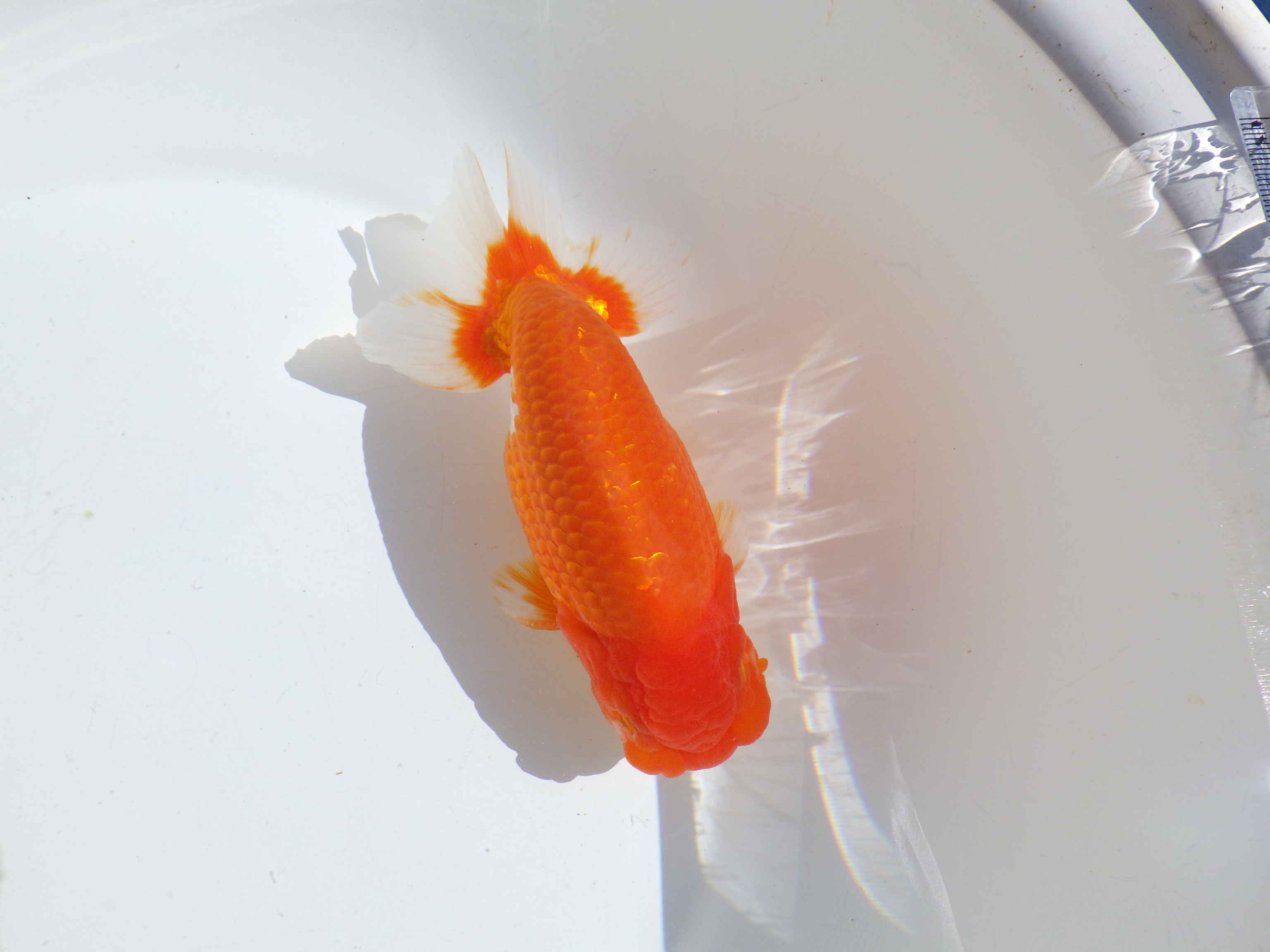 【岡山村上暢彦氏】すばらしい尾型、尾構え！明け二歳らんちゅう約15,5㎝ オス