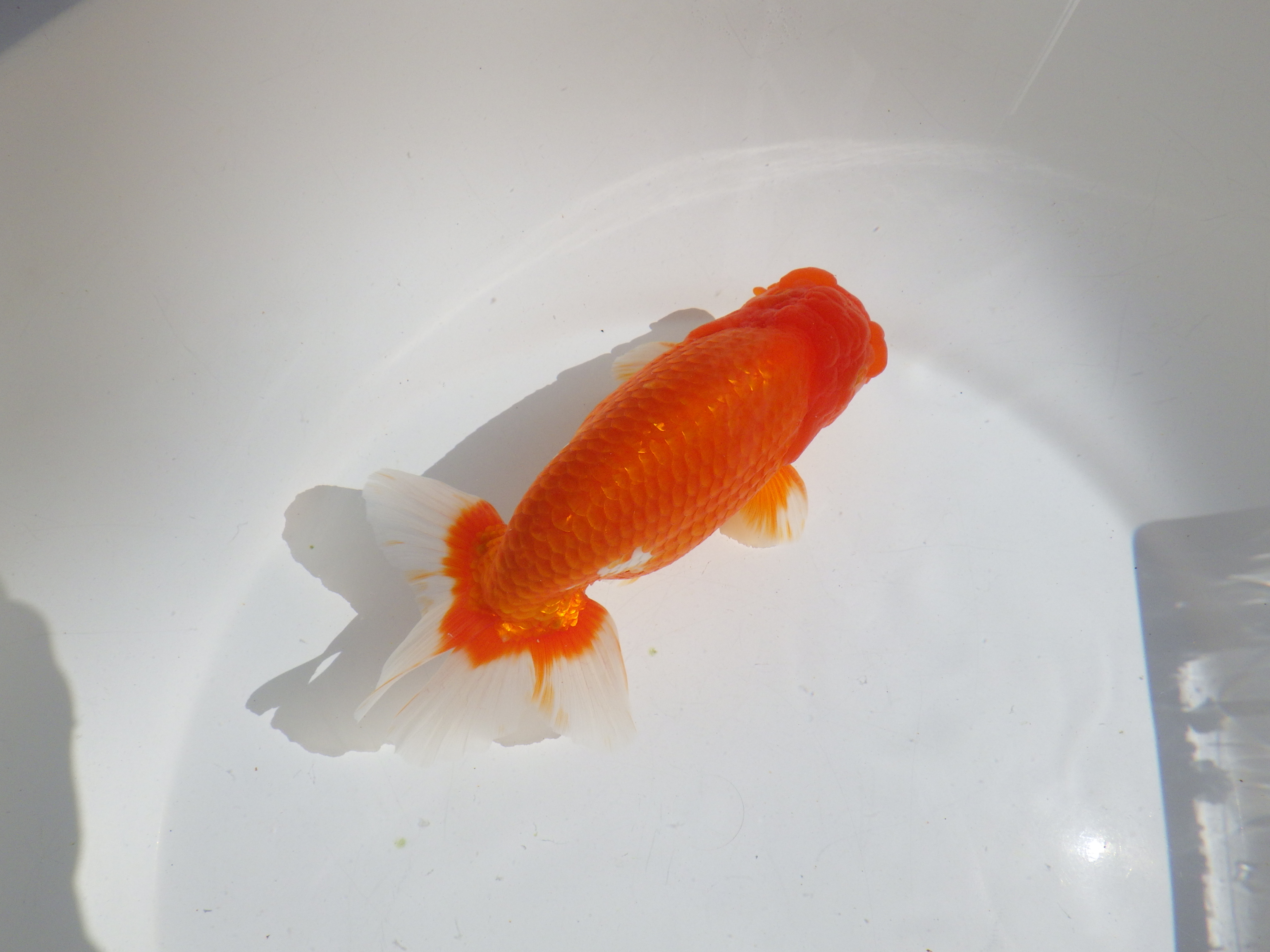 【岡山村上暢彦氏】すばらしい尾型、尾構え！明け二歳らんちゅう約15,5㎝ オス