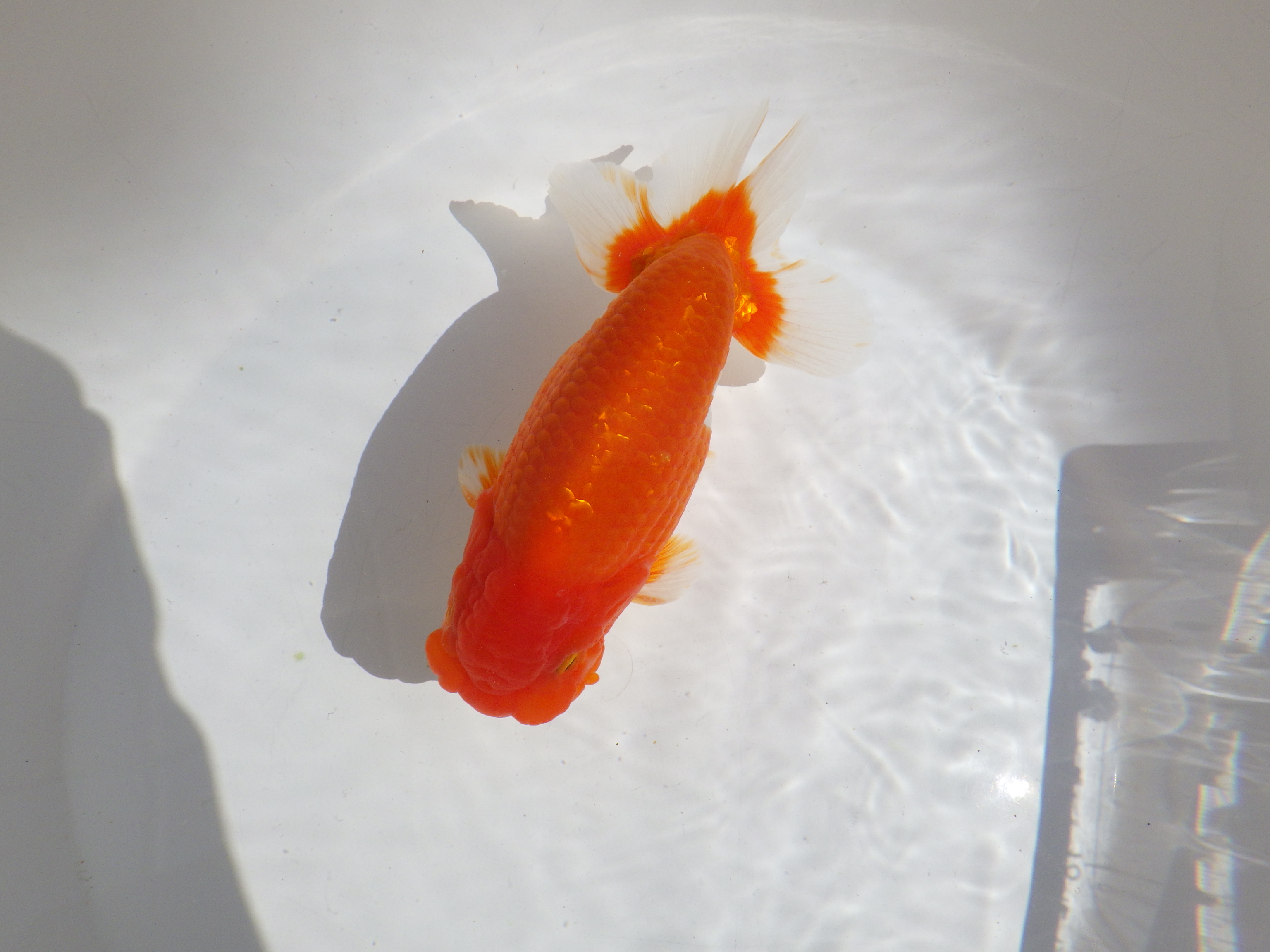 【岡山村上暢彦氏】すばらしい尾型、尾構え！明け二歳らんちゅう約15,5㎝ オス