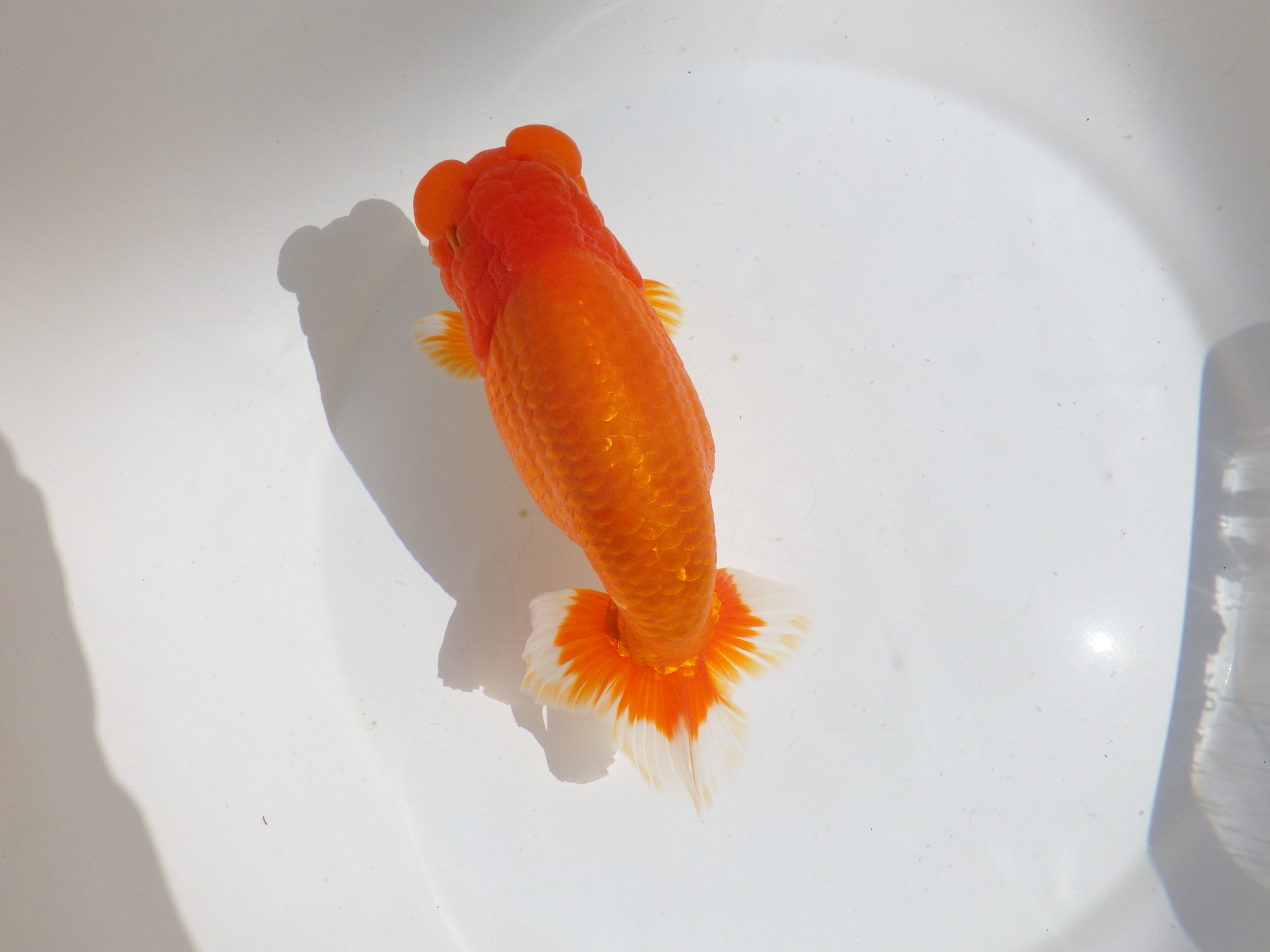 【岡山村上暢彦氏】雰囲気抜群！！明け二歳らんちゅう約17㎝ メス？