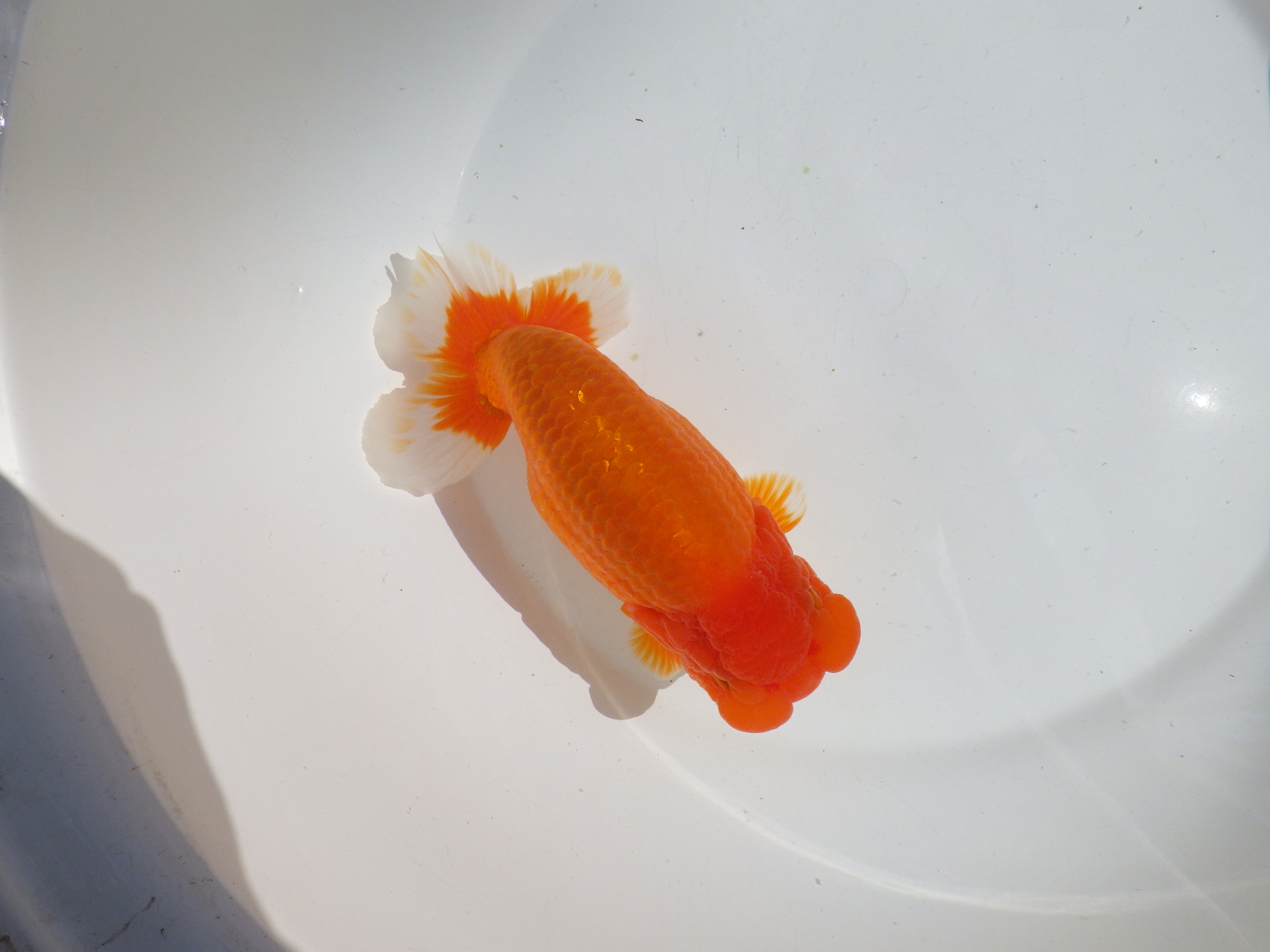 【岡山村上暢彦氏】雰囲気抜群！！明け二歳らんちゅう約17㎝ メス？