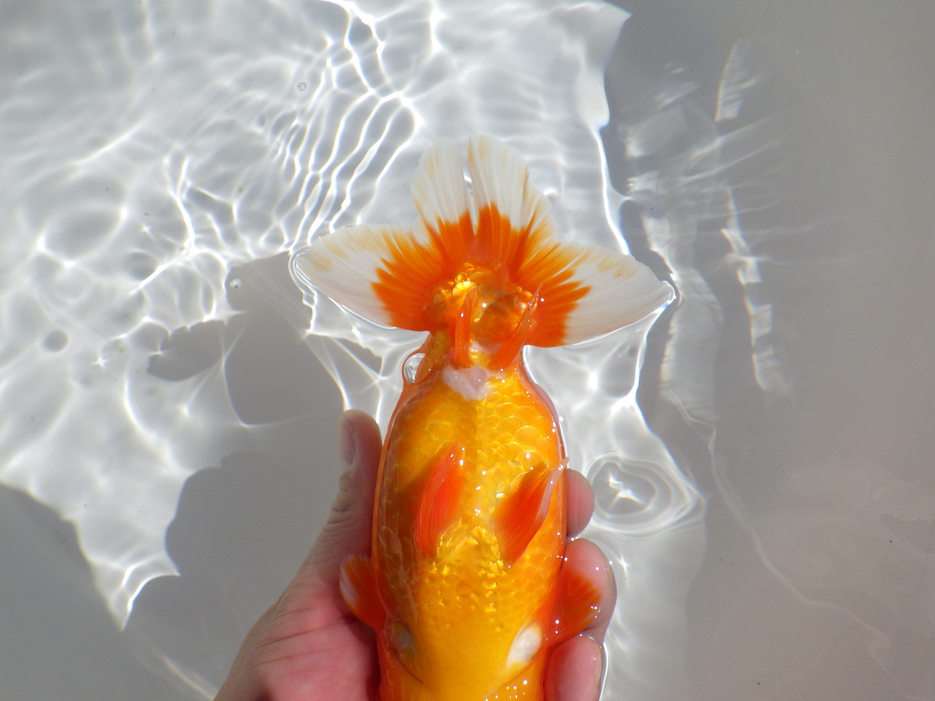 【岡山村上暢彦氏】雰囲気抜群！！明け二歳らんちゅう約17㎝ メス？