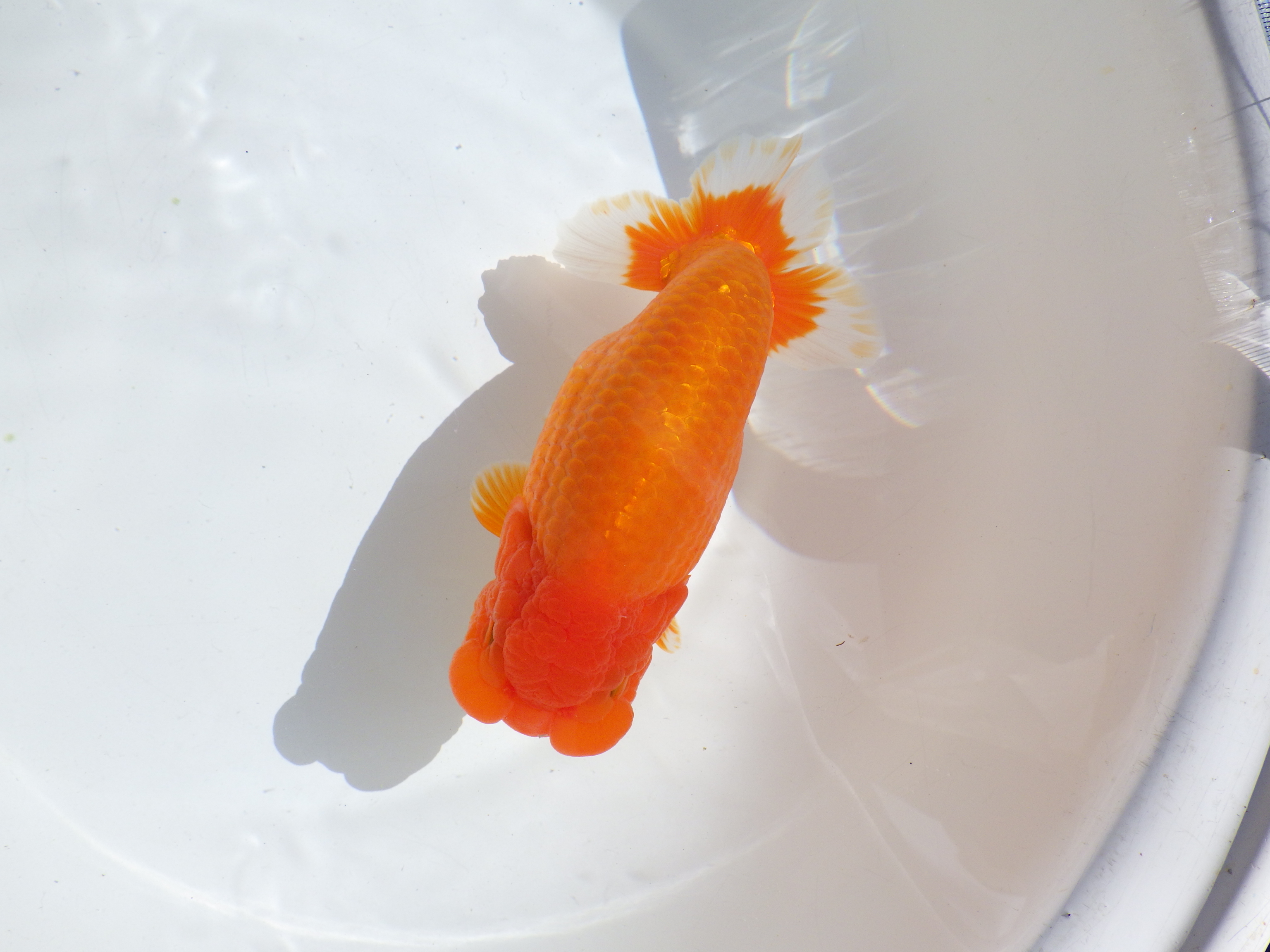 【岡山村上暢彦氏】雰囲気抜群！！明け二歳らんちゅう約17㎝ メス？