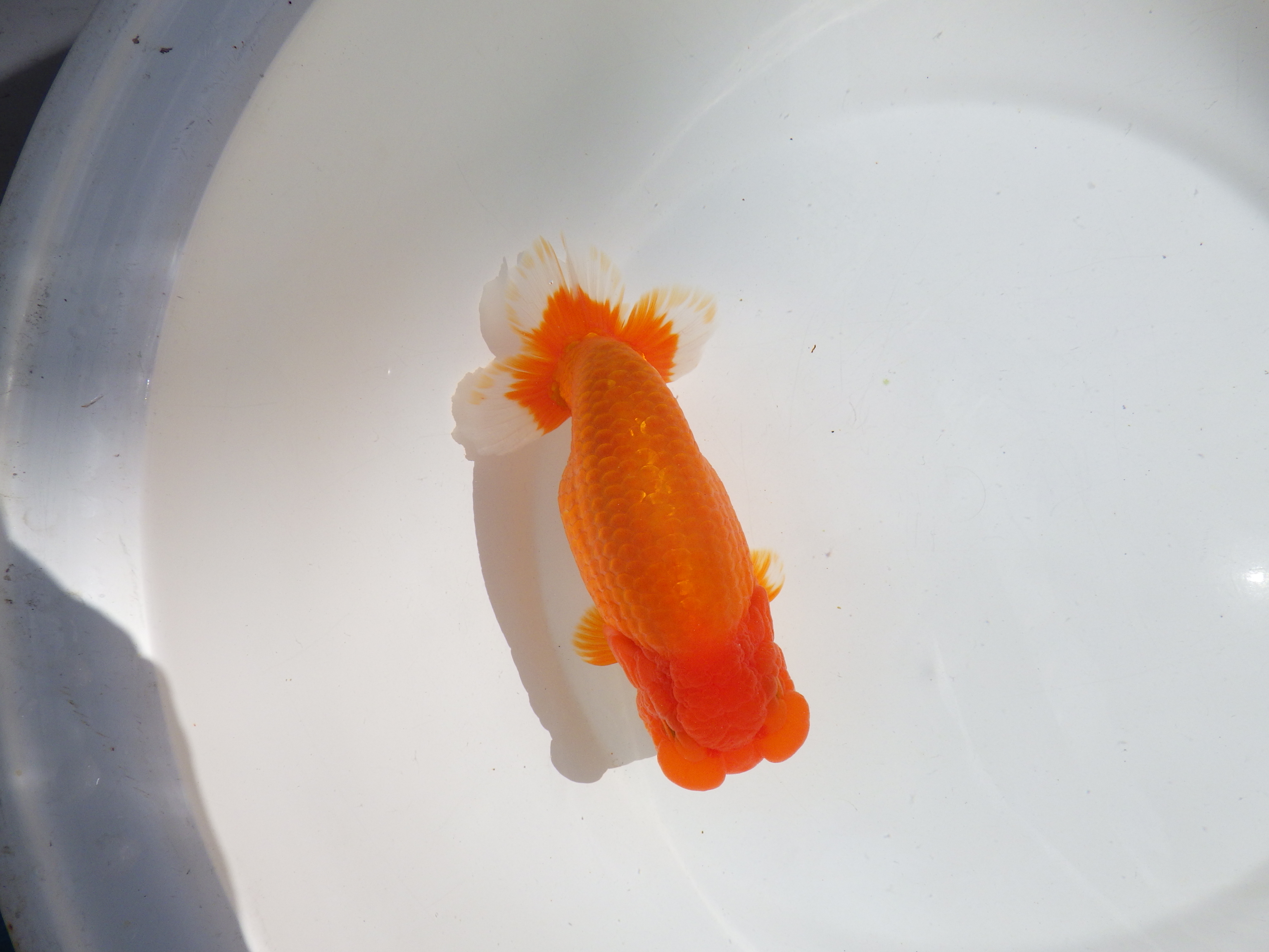 【岡山村上暢彦氏】雰囲気抜群！！明け二歳らんちゅう約17㎝ メス？