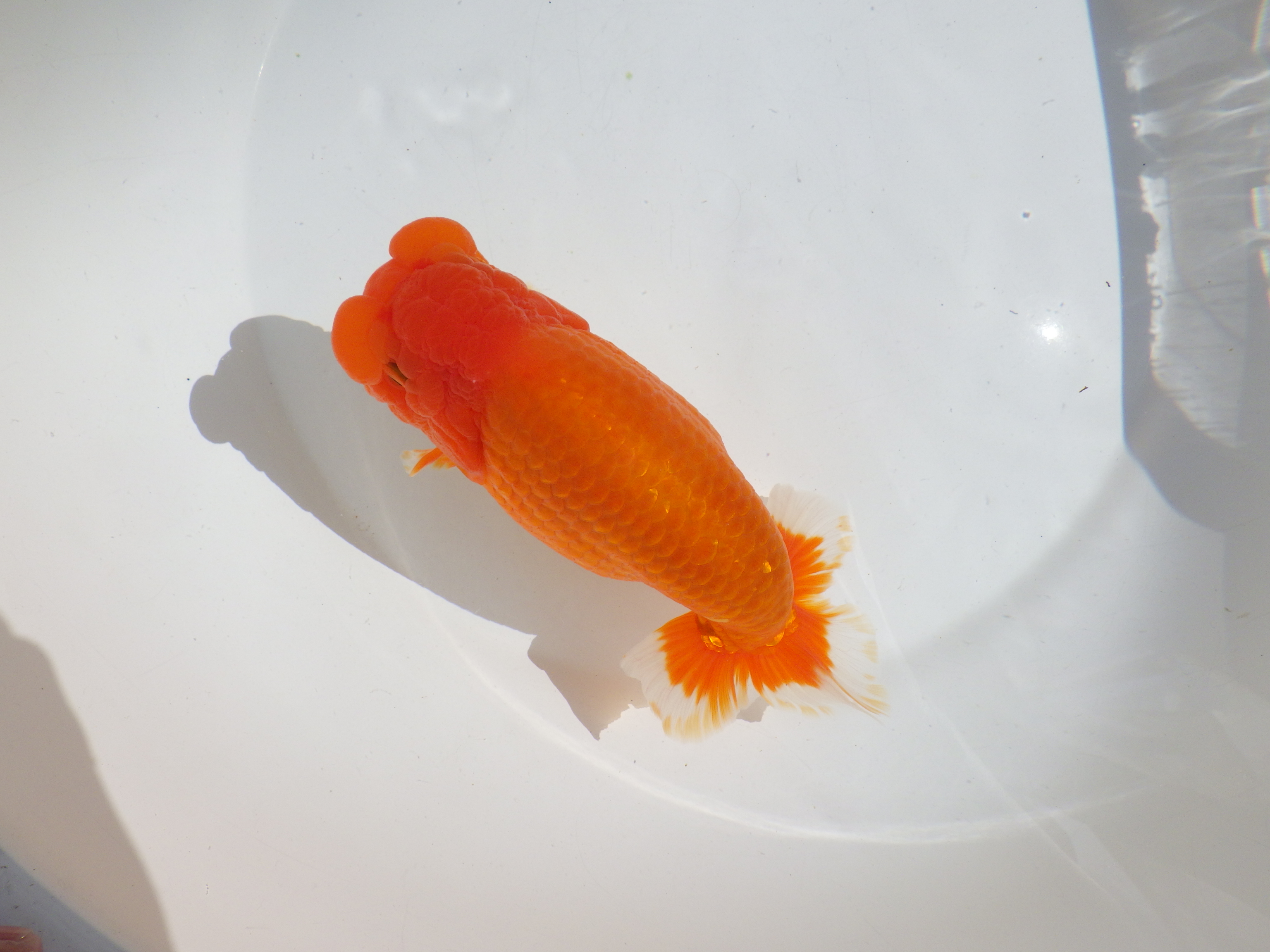 【岡山村上暢彦氏】雰囲気抜群！！明け二歳らんちゅう約17㎝ メス？