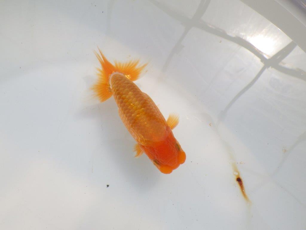 尾張りも良く背、腰も綺麗　明け二歳らんちゅう　約12㎝ オス【全国大会　西大関　獲得ブリーダー様】