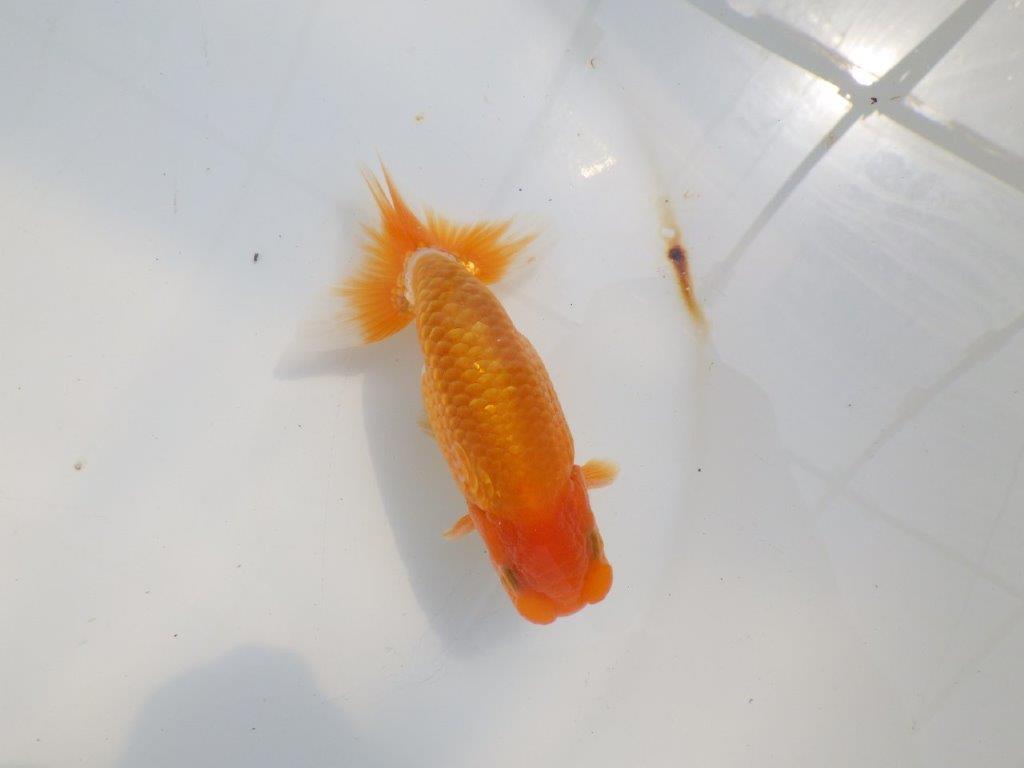 尾張りも良く背、腰も綺麗　明け二歳らんちゅう　約12㎝ オス【全国大会　西大関　獲得ブリーダー様】