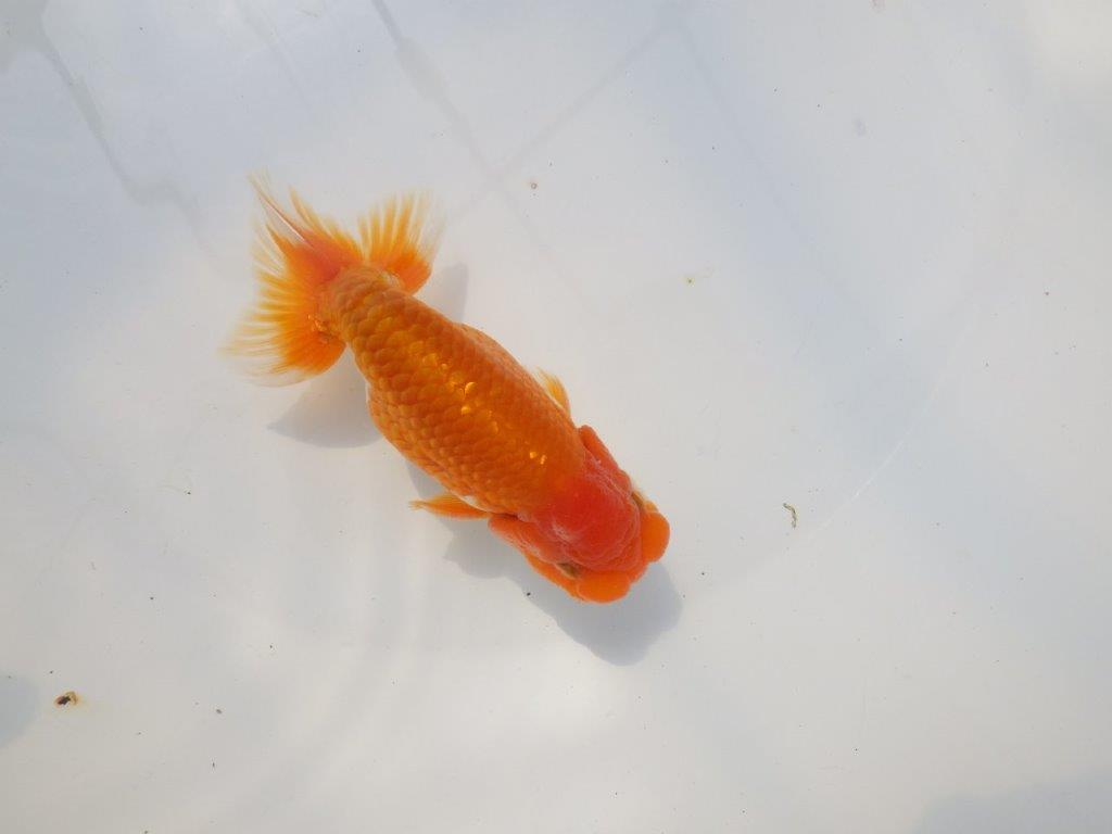 魚の雰囲気がとても良い　明け二歳らんちゅう　約12,5㎝ オス【全国大会　西大関　獲得ブリーダー様】の上身
