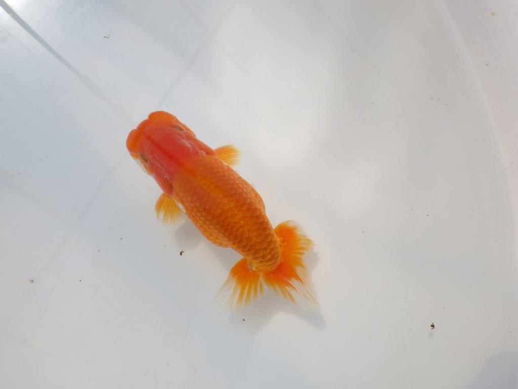 魚の雰囲気がとても良い　明け二歳らんちゅう　約12,5㎝ オス【全国大会　西大関　獲得ブリーダー様】