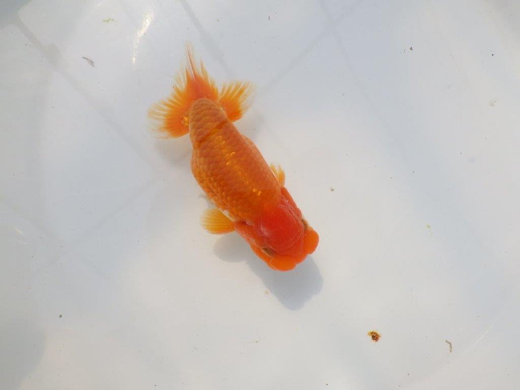 魚の雰囲気がとても良い　明け二歳らんちゅう　約12,5㎝ オス【全国大会　西大関　獲得ブリーダー様】