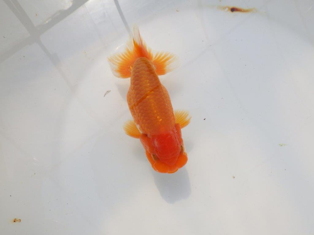 魚の雰囲気がとても良い　明け二歳らんちゅう　約12,5㎝ オス【全国大会　西大関　獲得ブリーダー様】