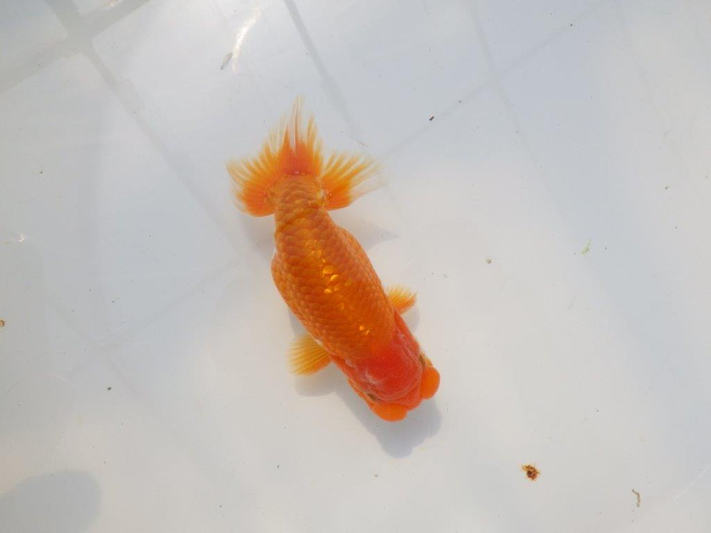 魚の雰囲気がとても良い　明け二歳らんちゅう　約12,5㎝ オス【全国大会　西大関　獲得ブリーダー様】