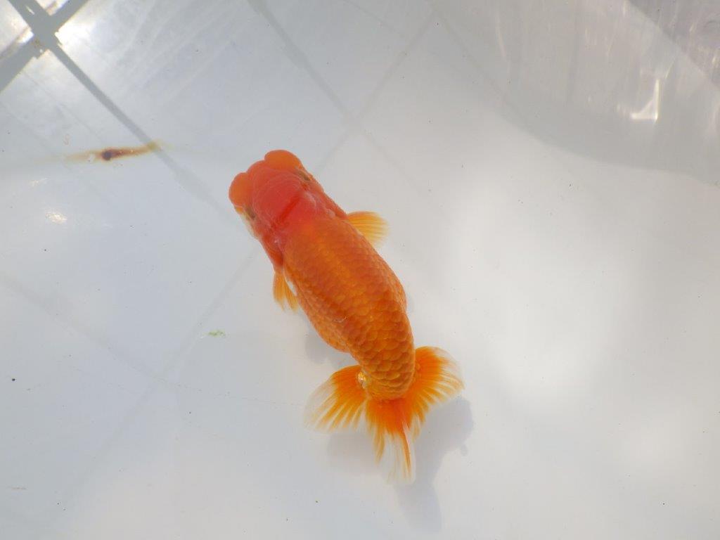 魚の雰囲気がとても良い　明け二歳らんちゅう　約12,5㎝ オス【全国大会　西大関　獲得ブリーダー様】