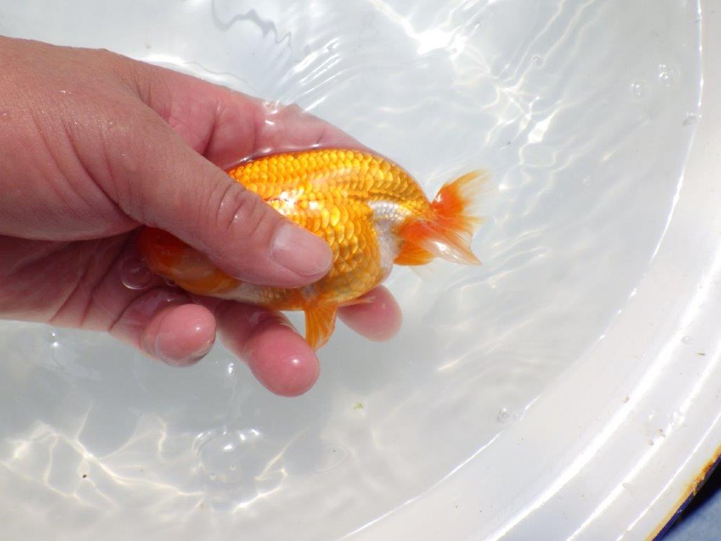 魚の雰囲気がとても良い　明け二歳らんちゅう　約12,5㎝ オス【全国大会　西大関　獲得ブリーダー様】