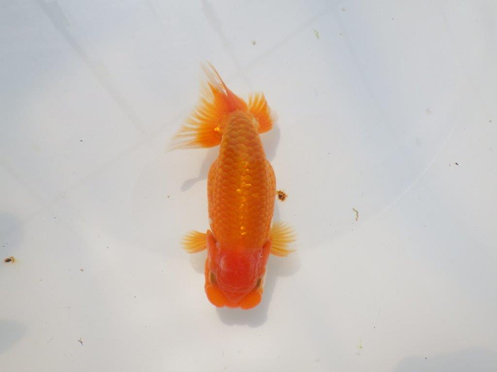 魚の雰囲気がとても良い　明け二歳らんちゅう　約12,5㎝ オス【全国大会　西大関　獲得ブリーダー様】