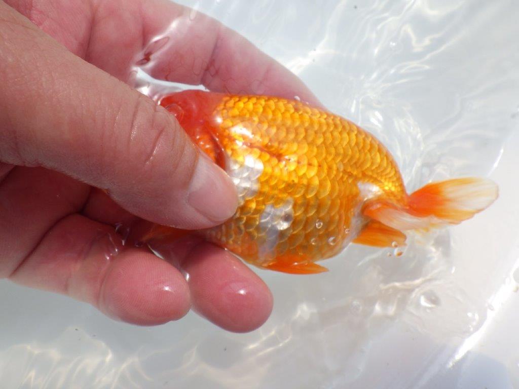 魚の雰囲気がとても良い　明け二歳らんちゅう　約12,5㎝ オス【全国大会　西大関　獲得ブリーダー様】