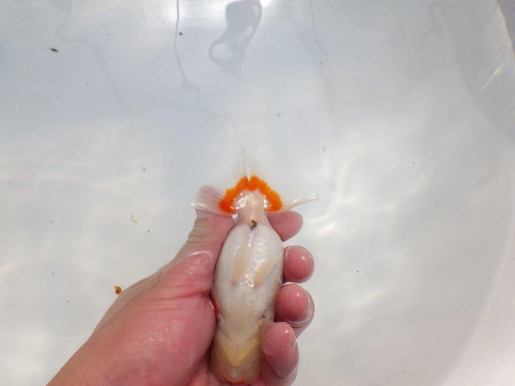 背、腰のラインが美しい更紗　明け二歳らんちゅう　約13㎝ メス【全国大会　西大関　獲得ブリーダー様】