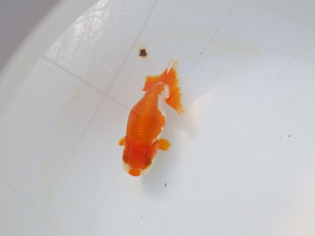 【愛知超優良系統 】可愛い柄の明け二歳らんちゅう約10,5cm メス？