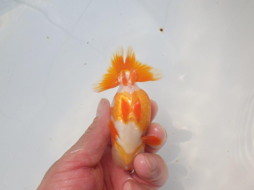 【愛知超優良系統 】可愛い柄の明け二歳らんちゅう約10,5cm メス？