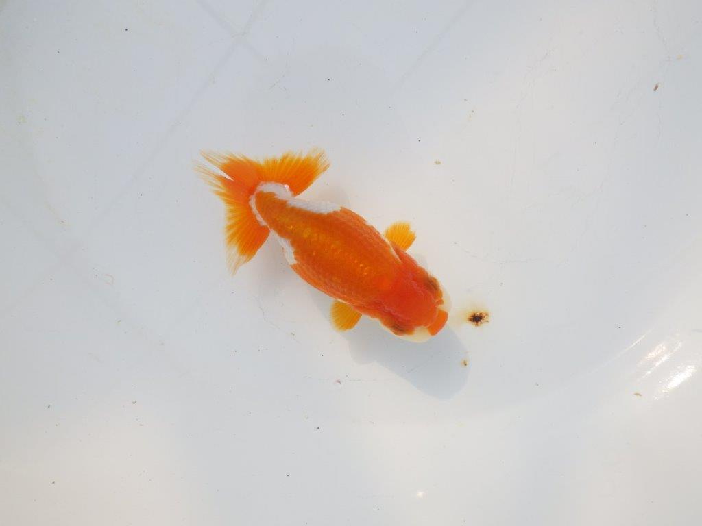 【愛知超優良系統 】可愛い柄の明け二歳らんちゅう約10,5cm メス？