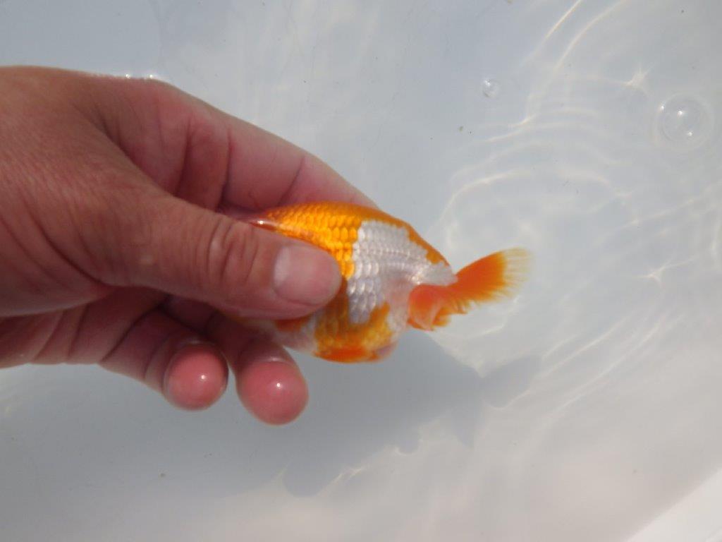 【愛知超優良系統 】可愛い柄の明け二歳らんちゅう約10,5cm メス？