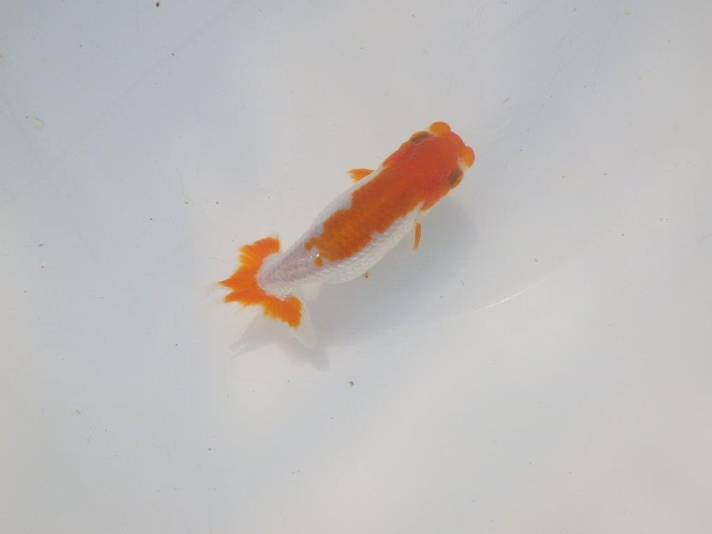 【愛知超優良系統 】頭良し柄良しの明け二歳らんちゅう約12cm メス？