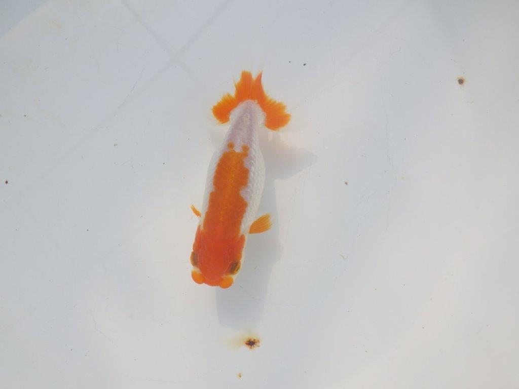 【愛知超優良系統 】頭良し柄良しの明け二歳らんちゅう約12cm メス？