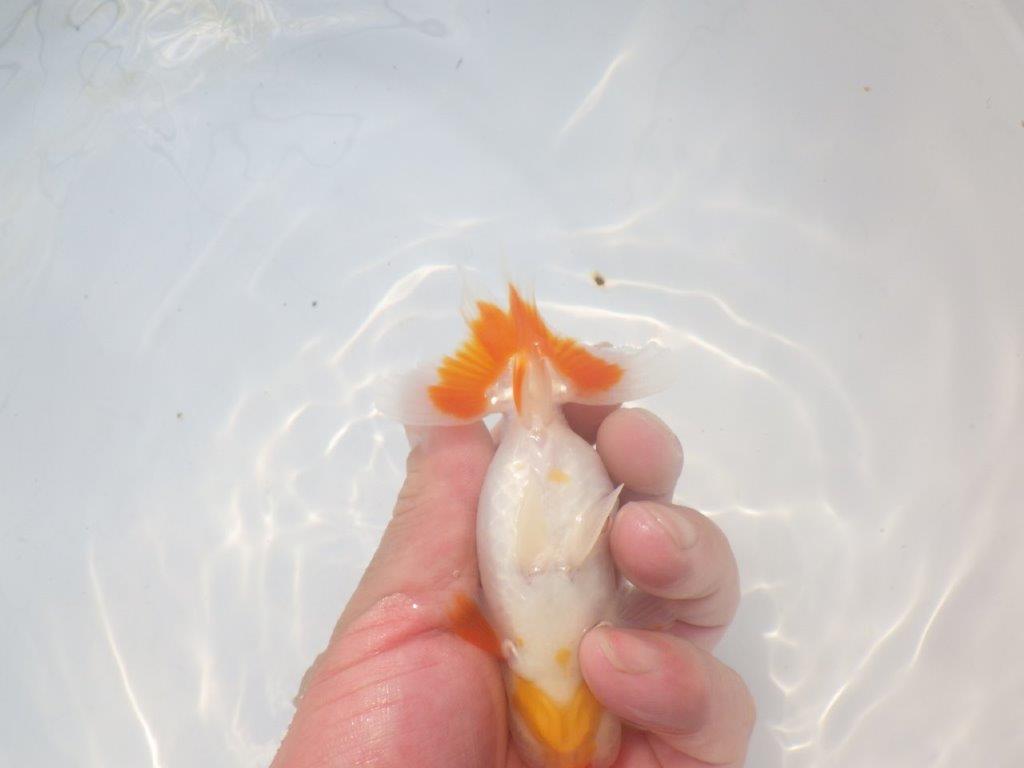 【愛知超優良系統 】頭良し柄良しの明け二歳らんちゅう約12cm メス？