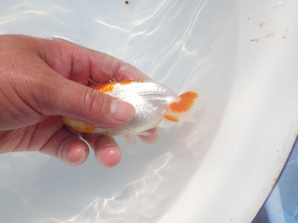 【愛知超優良系統 】頭良し柄良しの明け二歳らんちゅう約12cm メス？