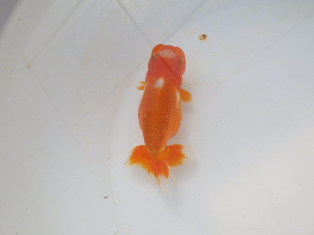 【愛知超優良系統 】尾張りが良く上見もお勧め明け二歳らんちゅう約12cm メス？の上身