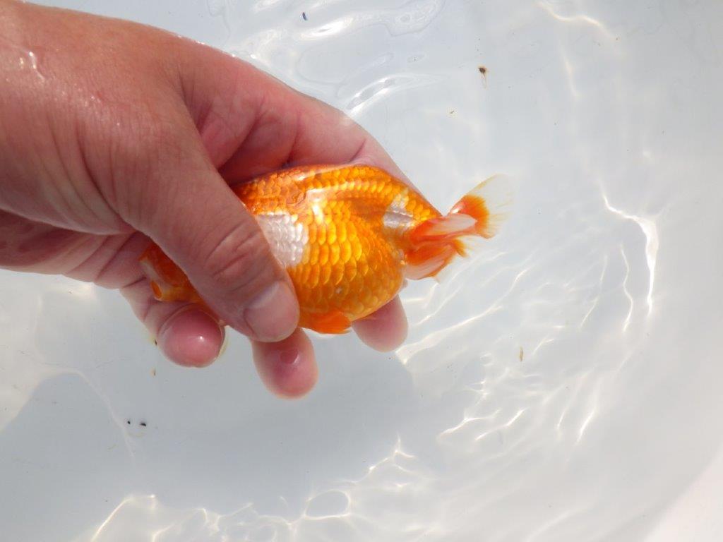 【愛知超優良系統 】尾張りが良く上見もお勧め明け二歳らんちゅう約12cm メス？