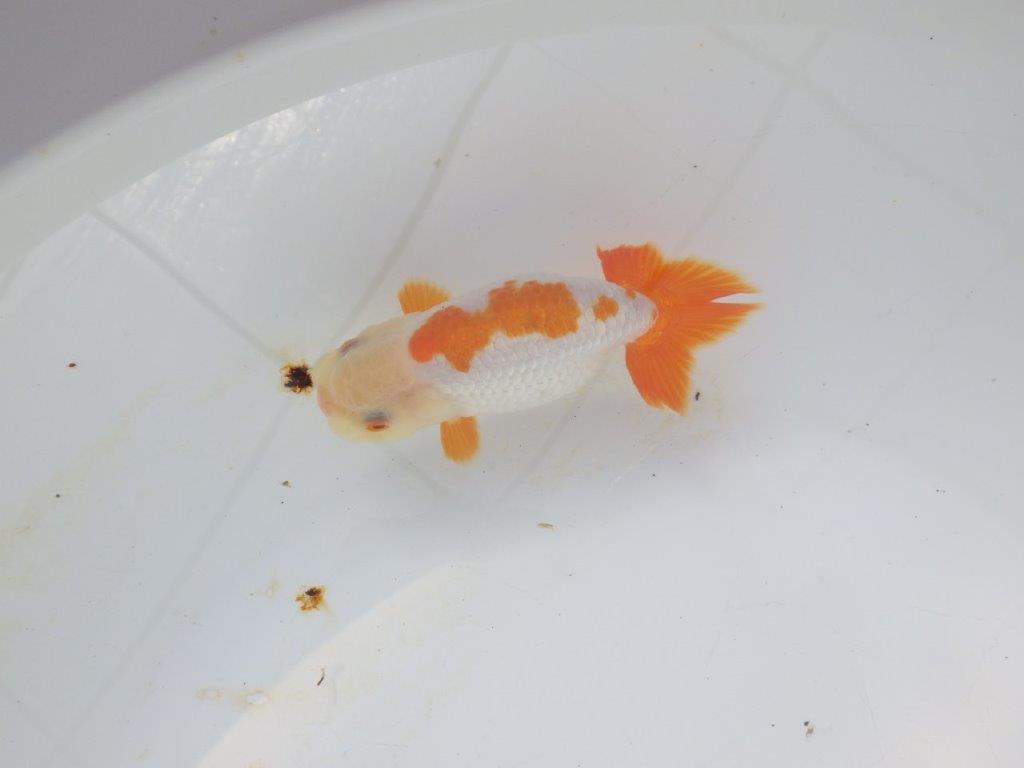 【愛知超優良系統 】美しい配色・柄の明け二歳らんちゅう約11cm メス？