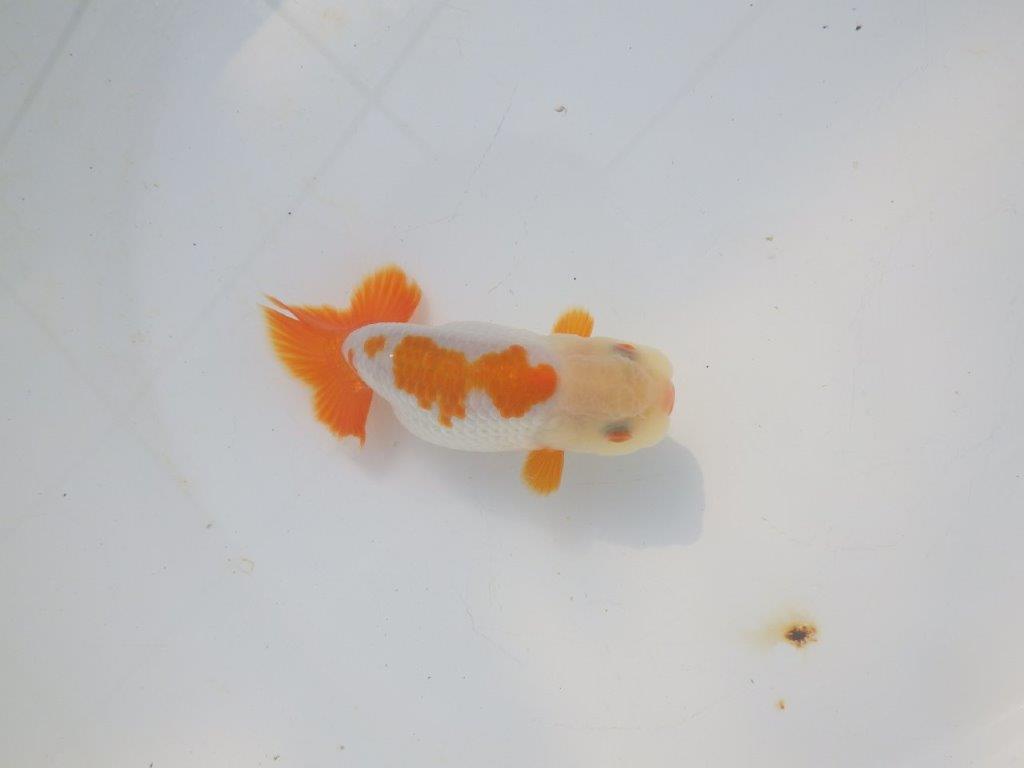 【愛知超優良系統 】美しい配色・柄の明け二歳らんちゅう約11cm メス？