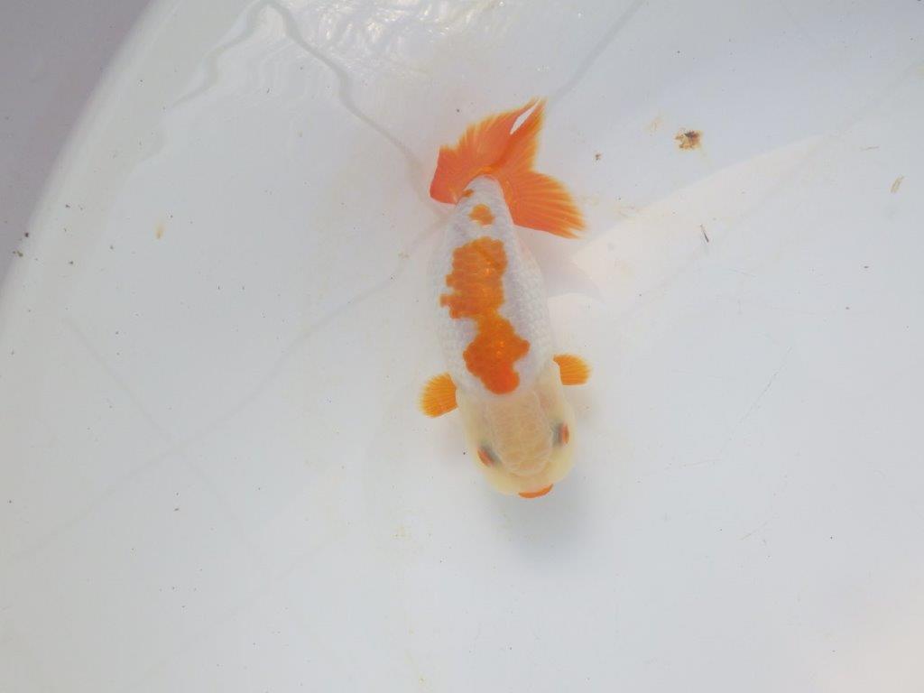 【愛知超優良系統 】美しい配色・柄の明け二歳らんちゅう約11cm メス？