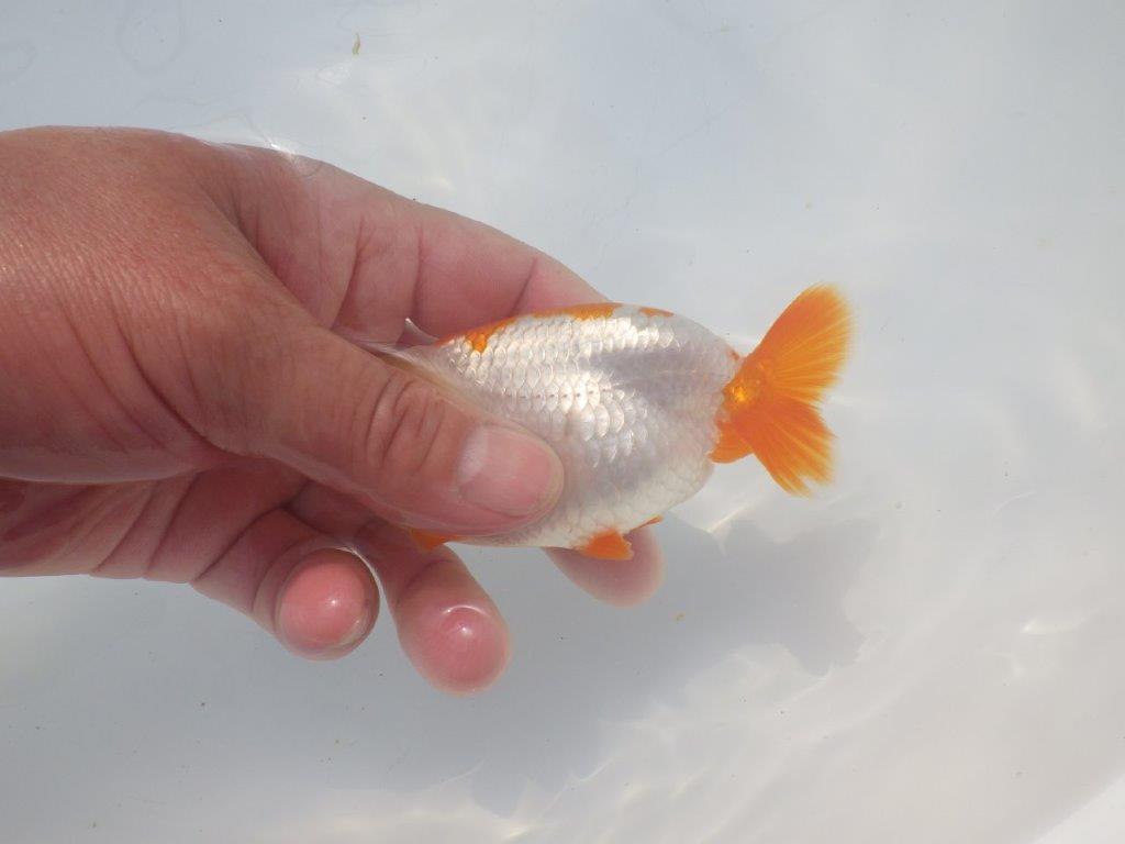 【愛知超優良系統 】美しい配色・柄の明け二歳らんちゅう約11cm メス？