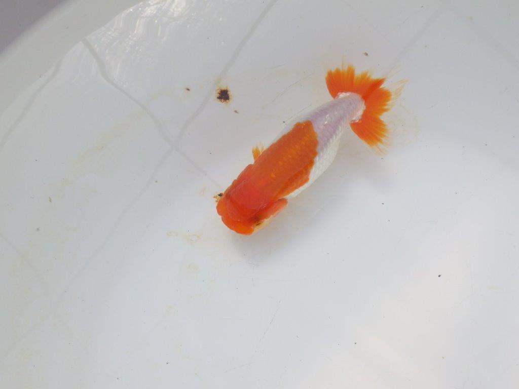 【愛知超優良系統 】メリハリのある綺麗な更紗明け二歳らんちゅう約12cm メス？