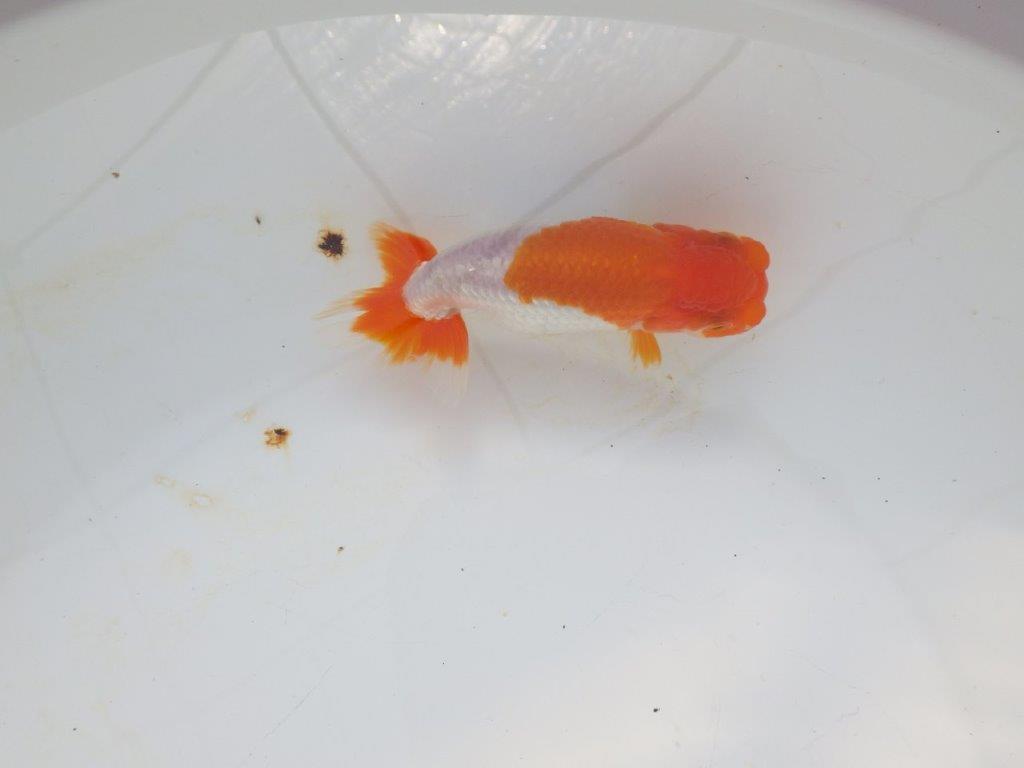 【愛知超優良系統 】メリハリのある綺麗な更紗明け二歳らんちゅう約12cm メス？