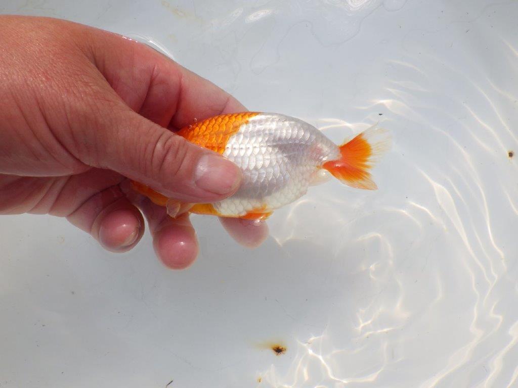 【愛知超優良系統 】メリハリのある綺麗な更紗明け二歳らんちゅう約12cm メス？